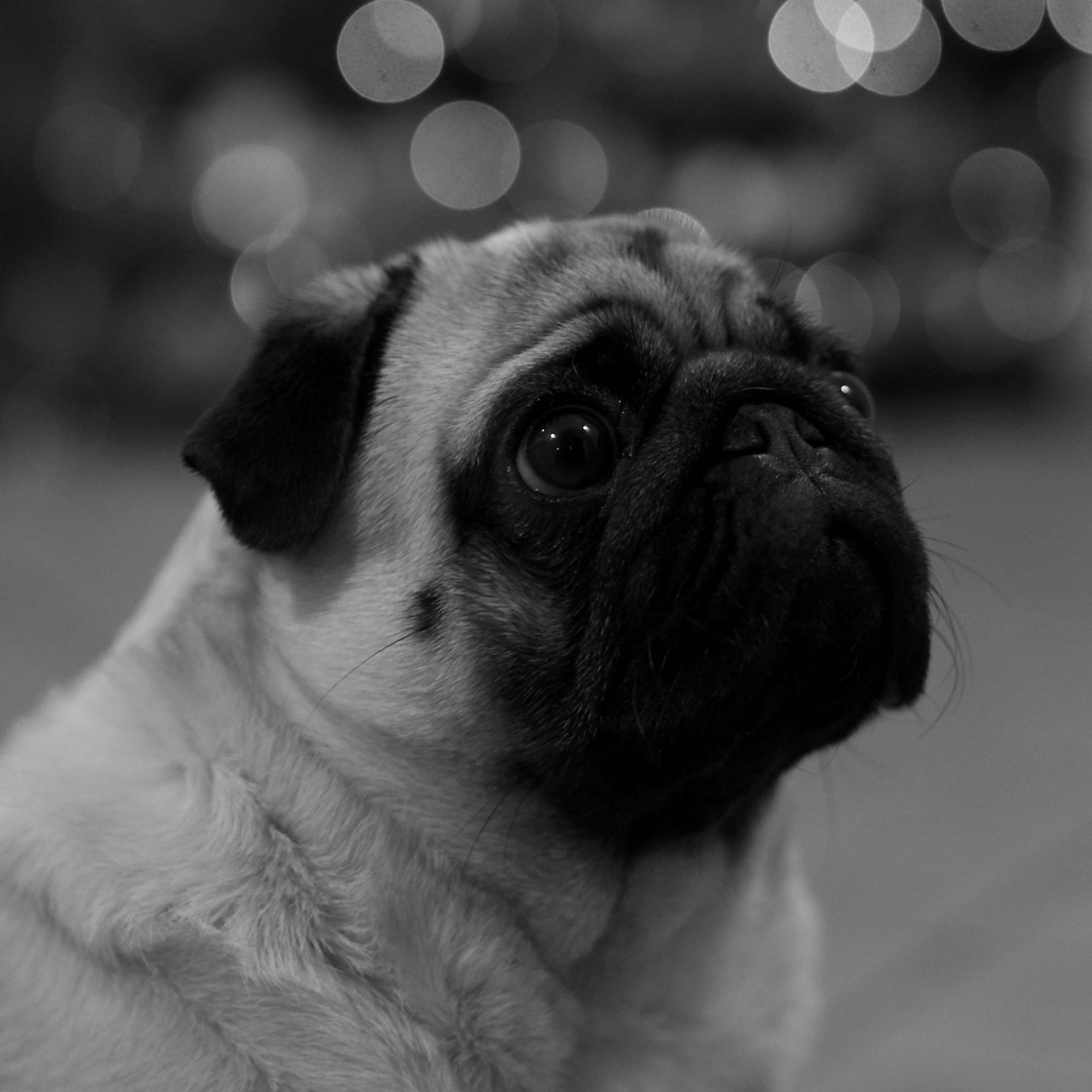 pug dog, black and white, wide eyes, Full HD Desktop Wallpaper