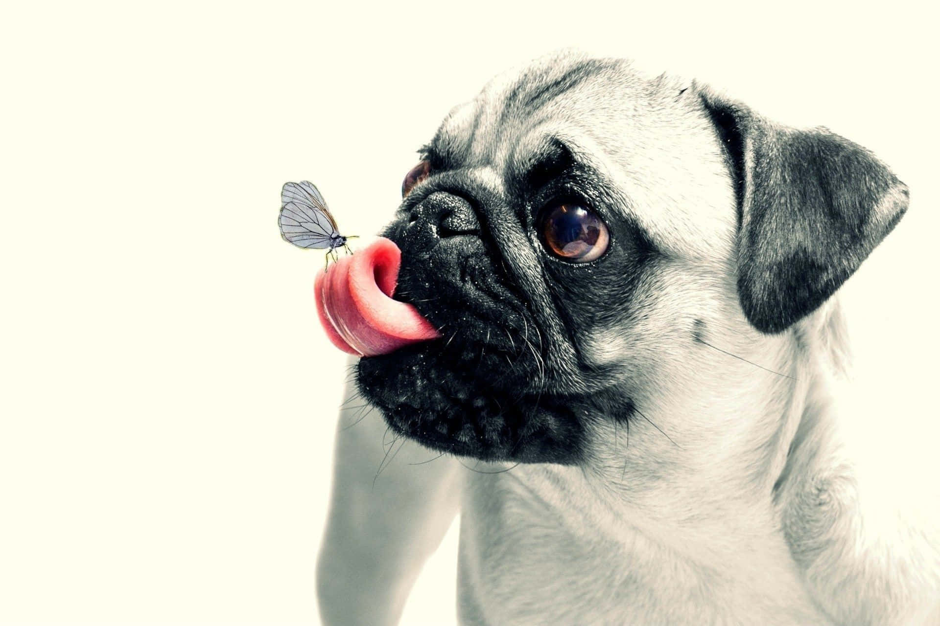 Pug, butterfly, nose, Full HD Desktop Wallpaper