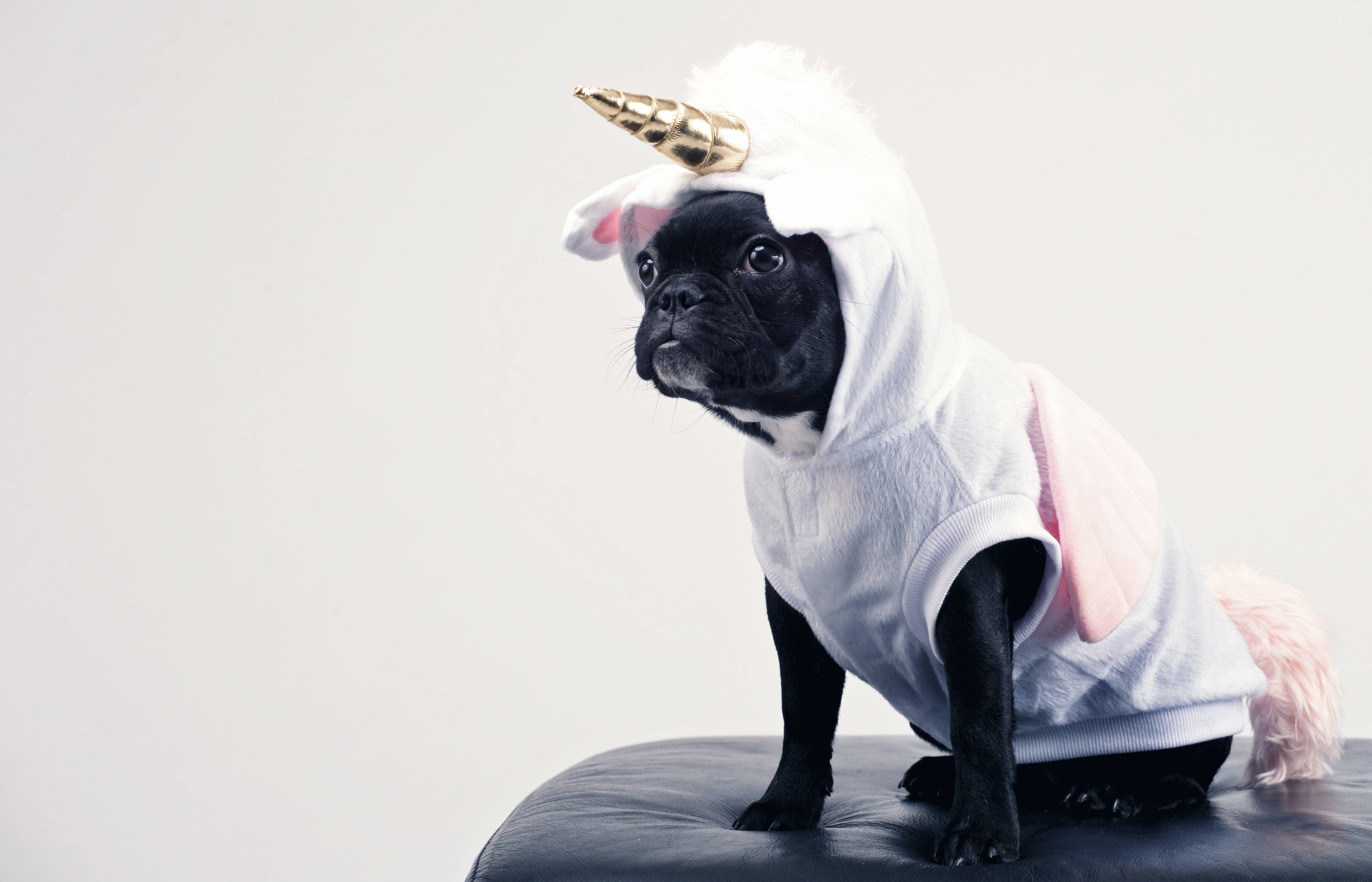 black pug, white unicorn costume, gold horn, 4K Desktop Wallpaper