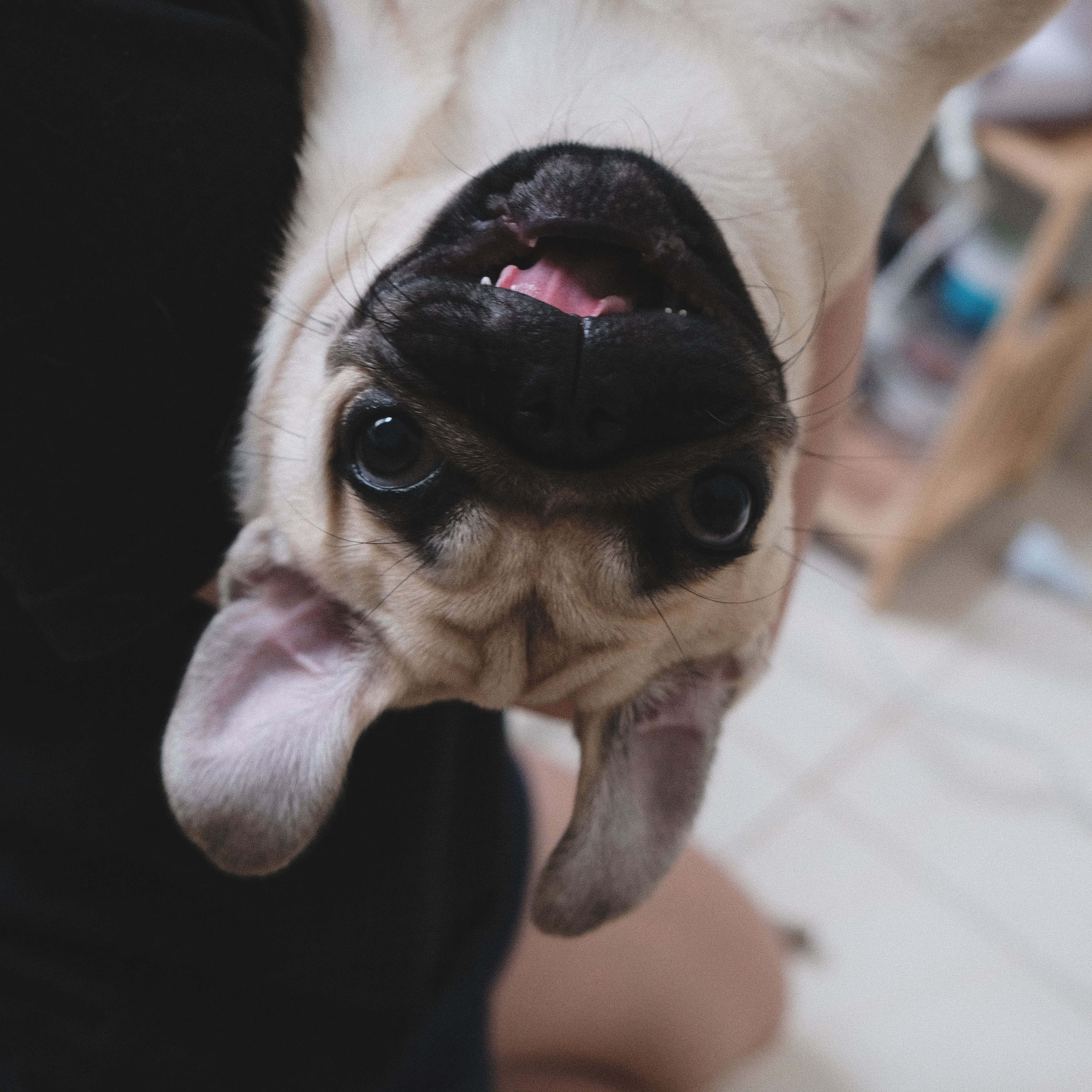 fawn pug puppy, wide eyes, pink tongue, 4K Desktop Wallpaper