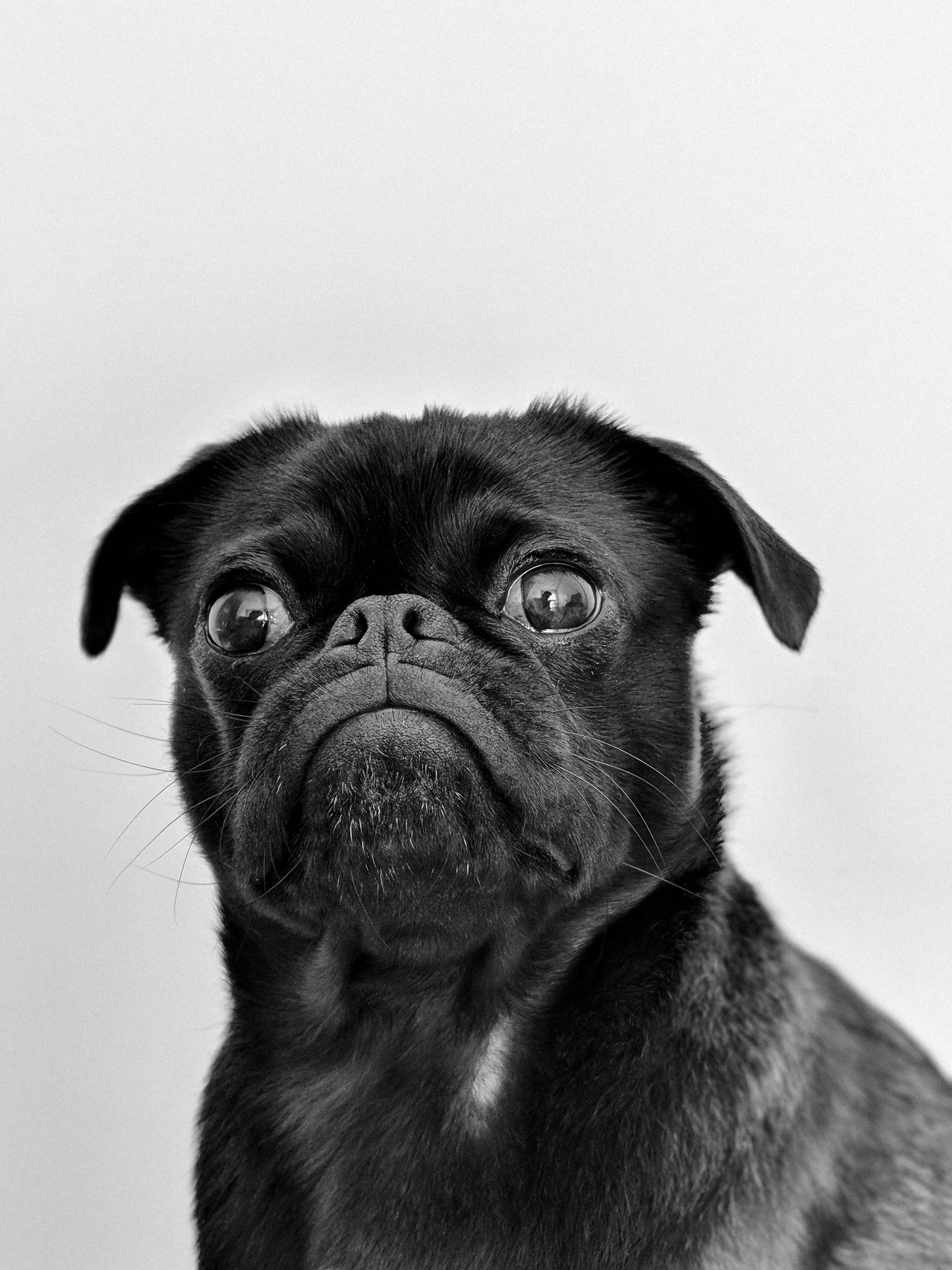 black pug, white background, monochrome portrait, 4K Phone Wallpaper