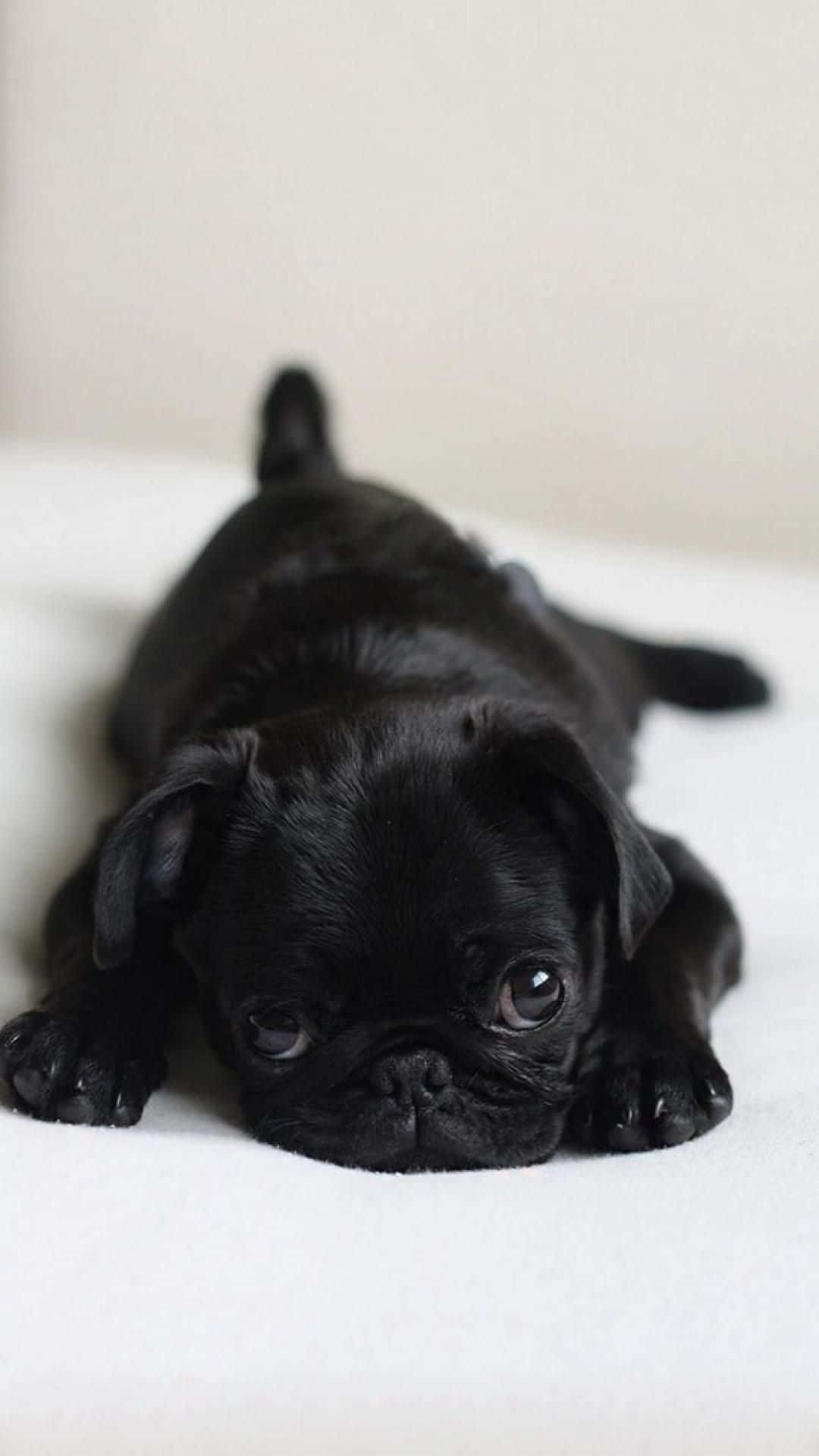 pug, black, white surface, Full HD Phone Wallpaper