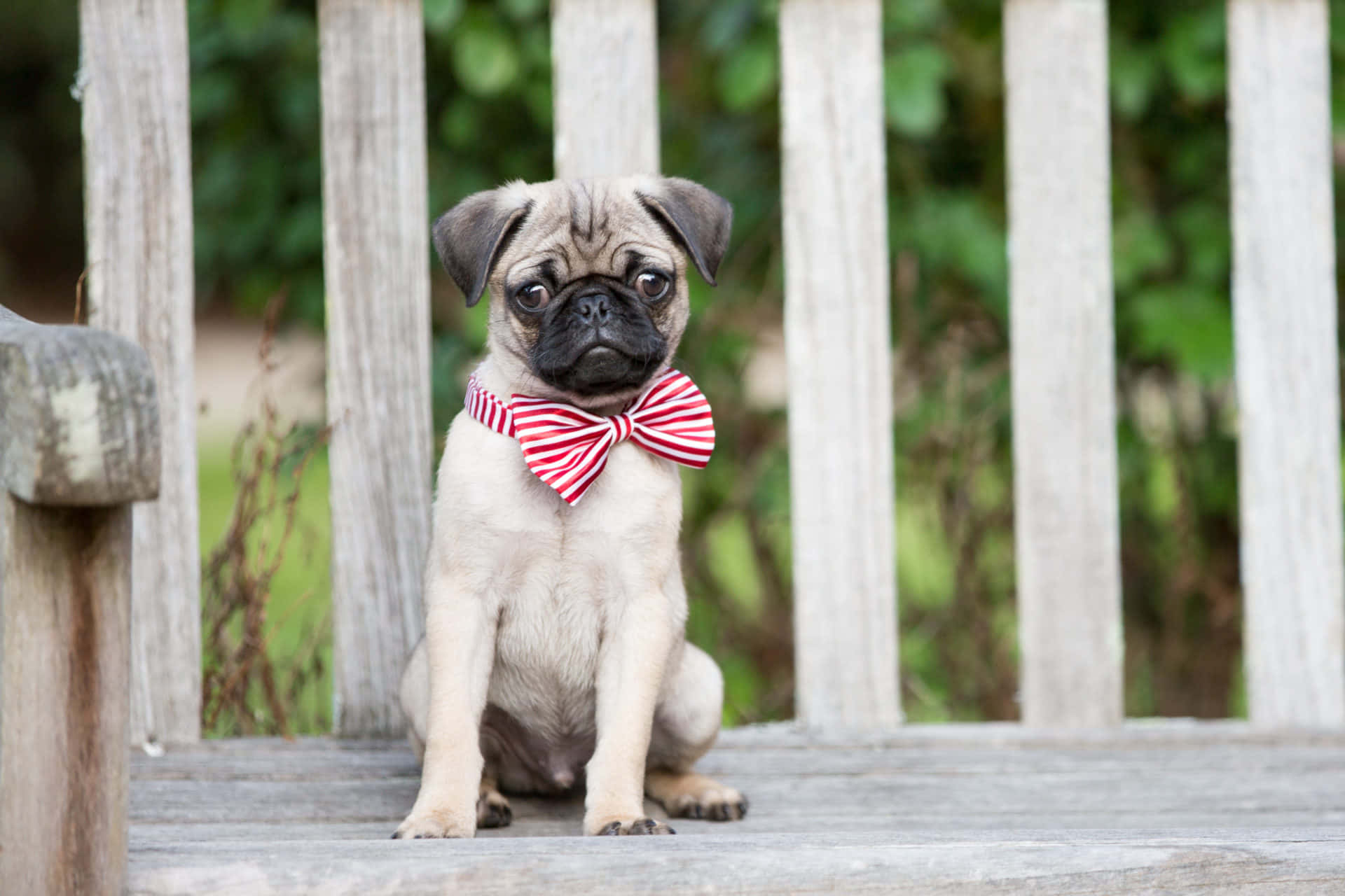 red ribbon pug dog, red and white striped bow tie, pug puppy, Full HD Desktop Wallpaper