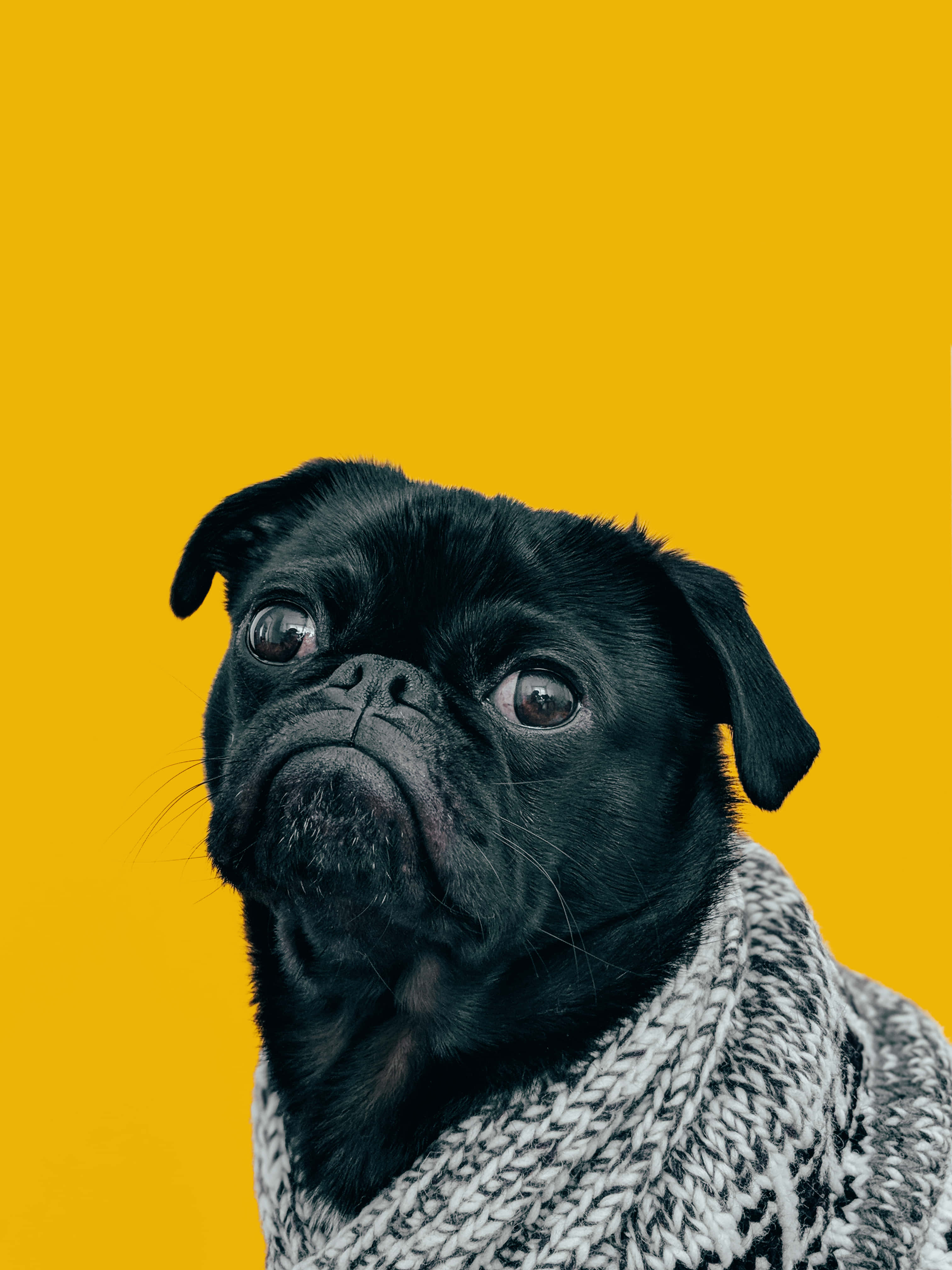 pug, mustard background, black pug, 4K Phone Wallpaper