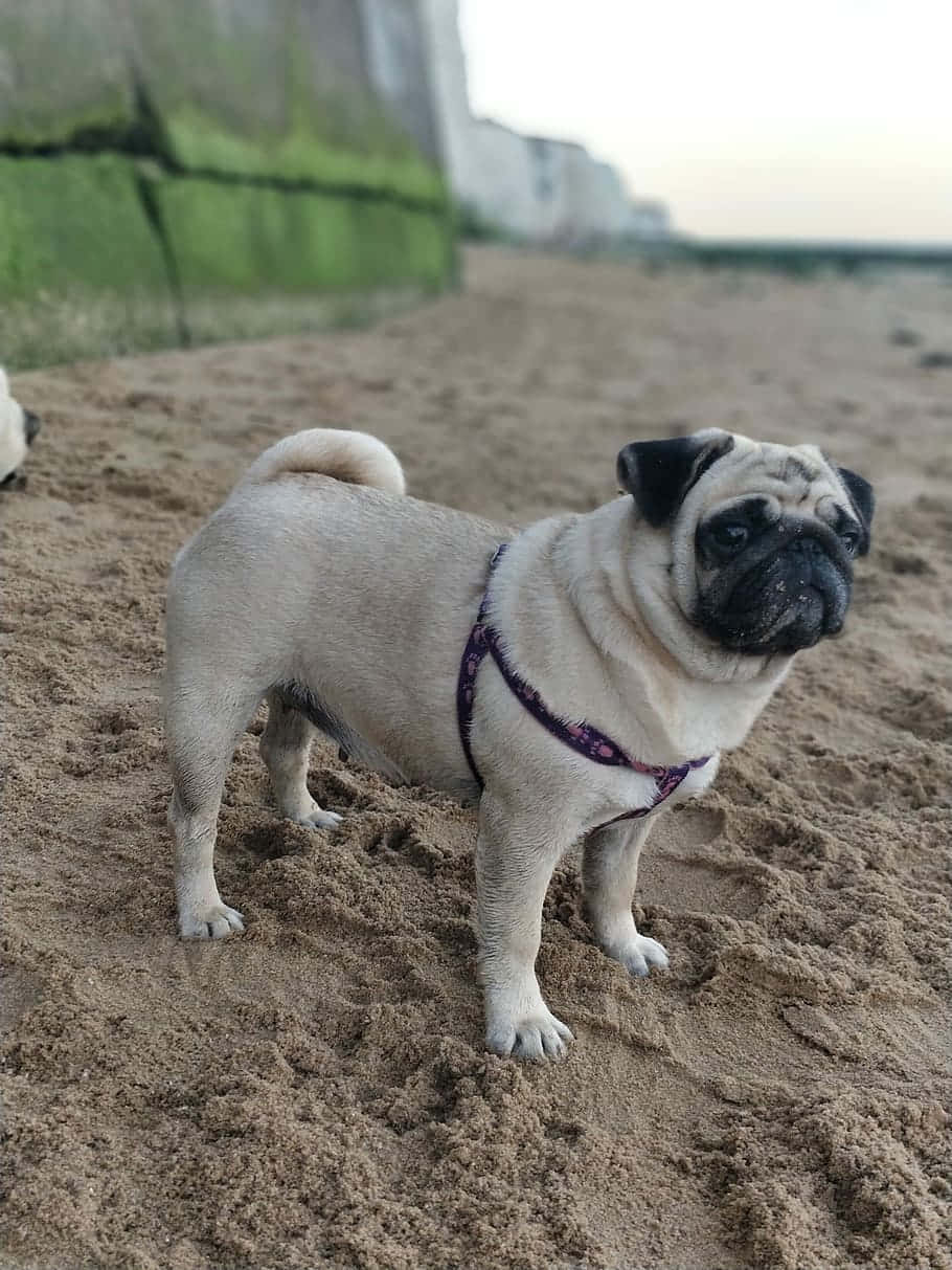 fawn pug, purple harness, wet sand, SD Phone Wallpaper