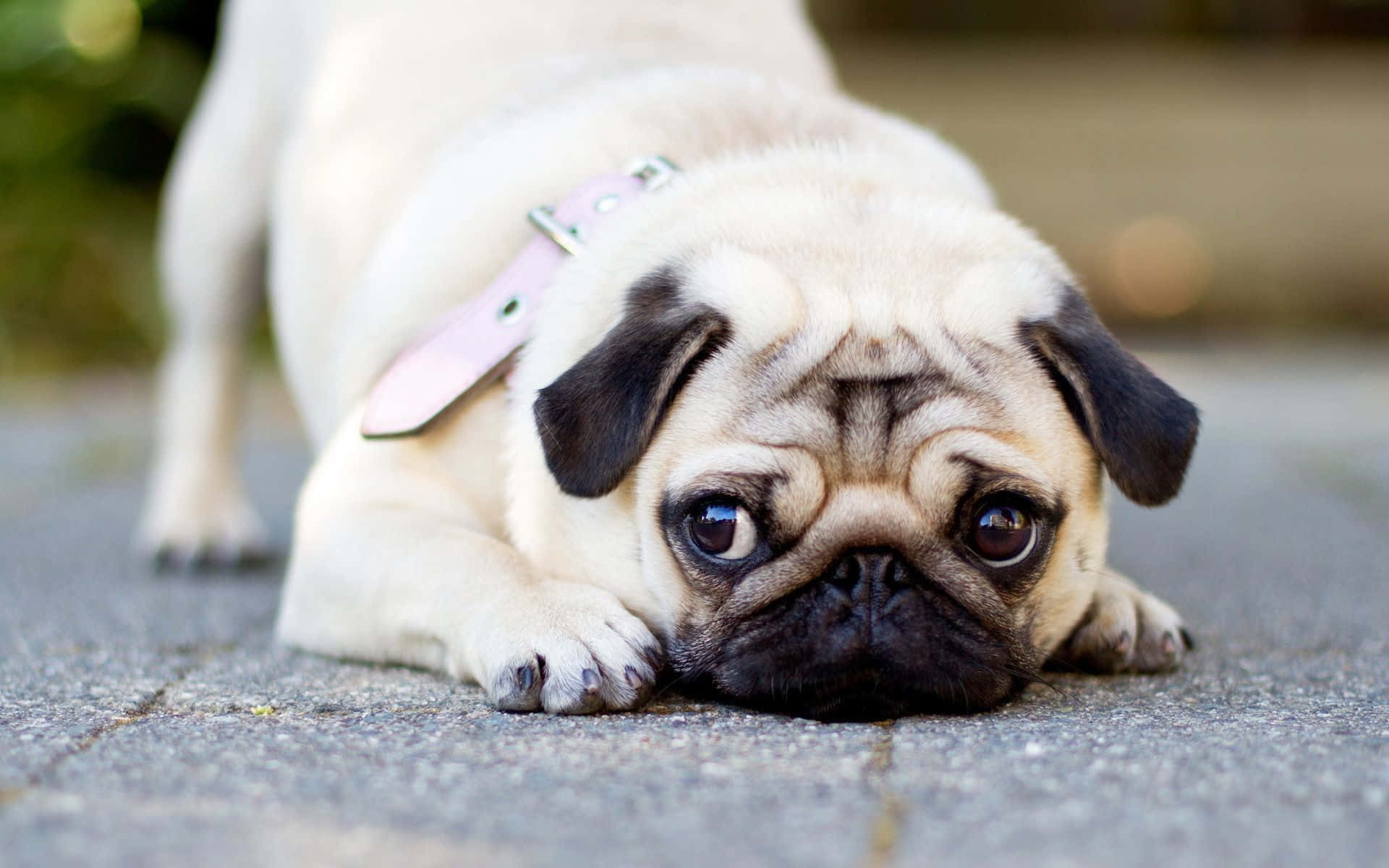 pug, pink collar, paved surface, Full HD Desktop Wallpaper