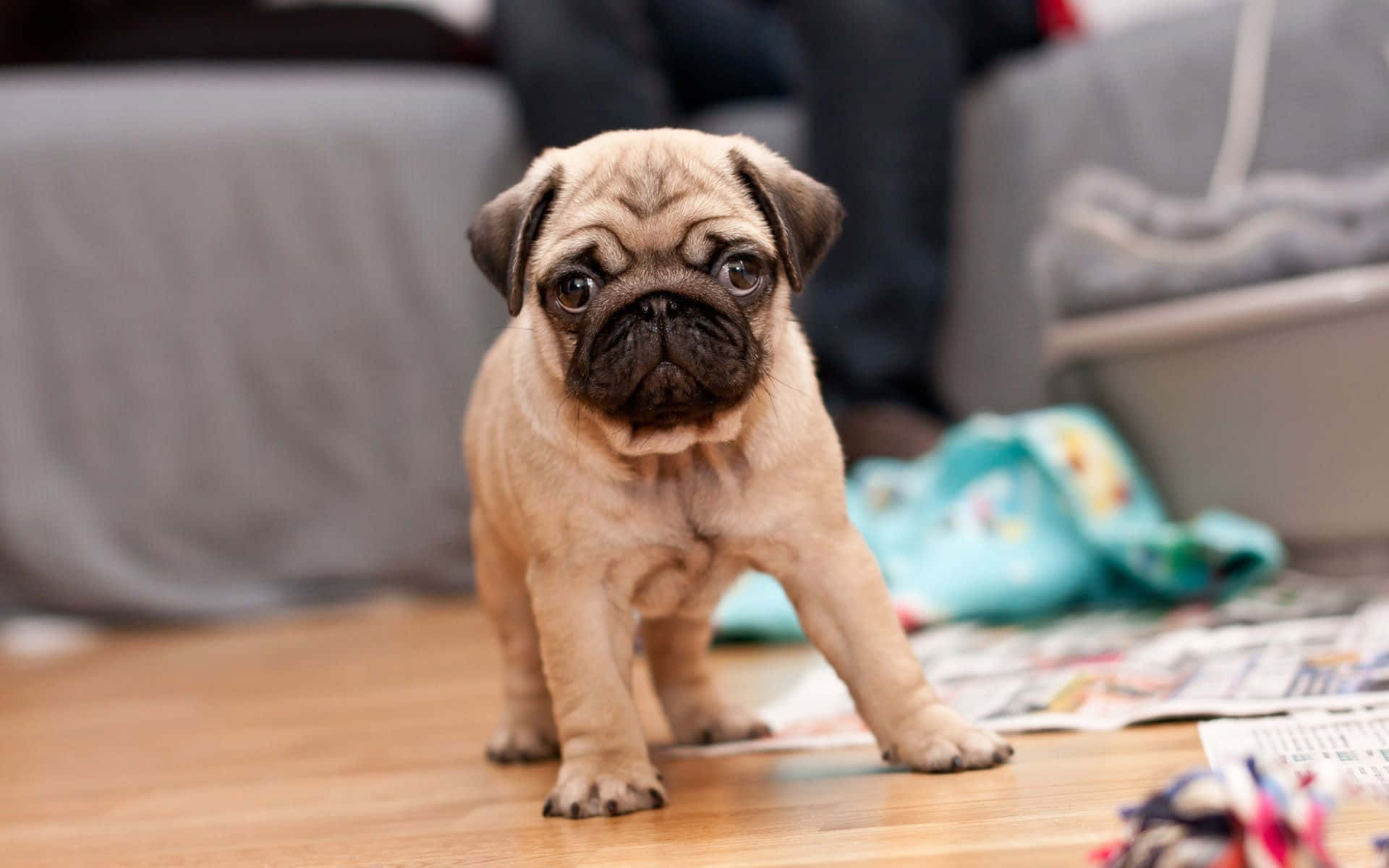 pug dog, fawn pug puppy, dark eyes, Full HD Desktop Wallpaper