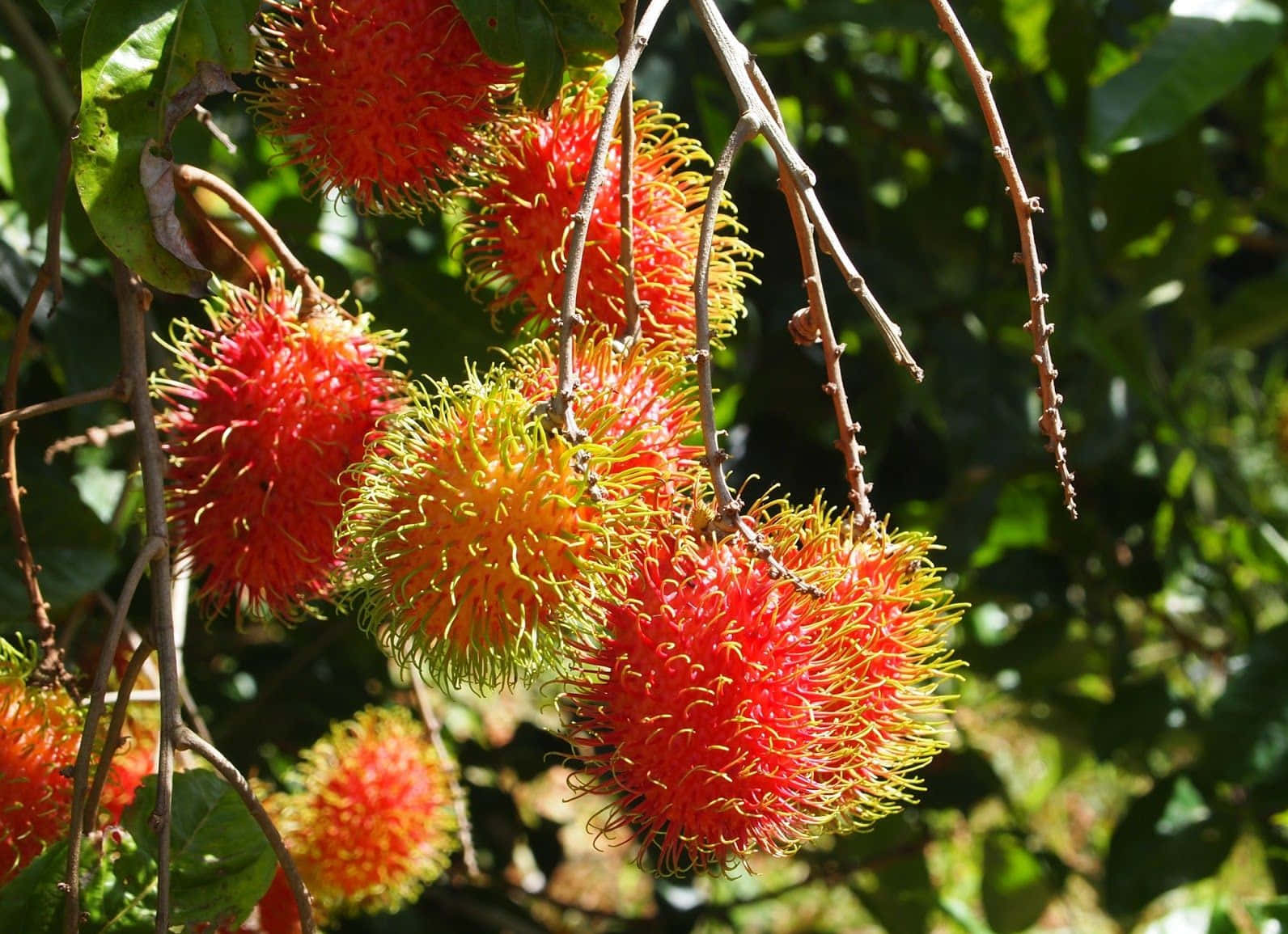 Pulasan, red rambutans, spiky hairs, HD Desktop Wallpaper