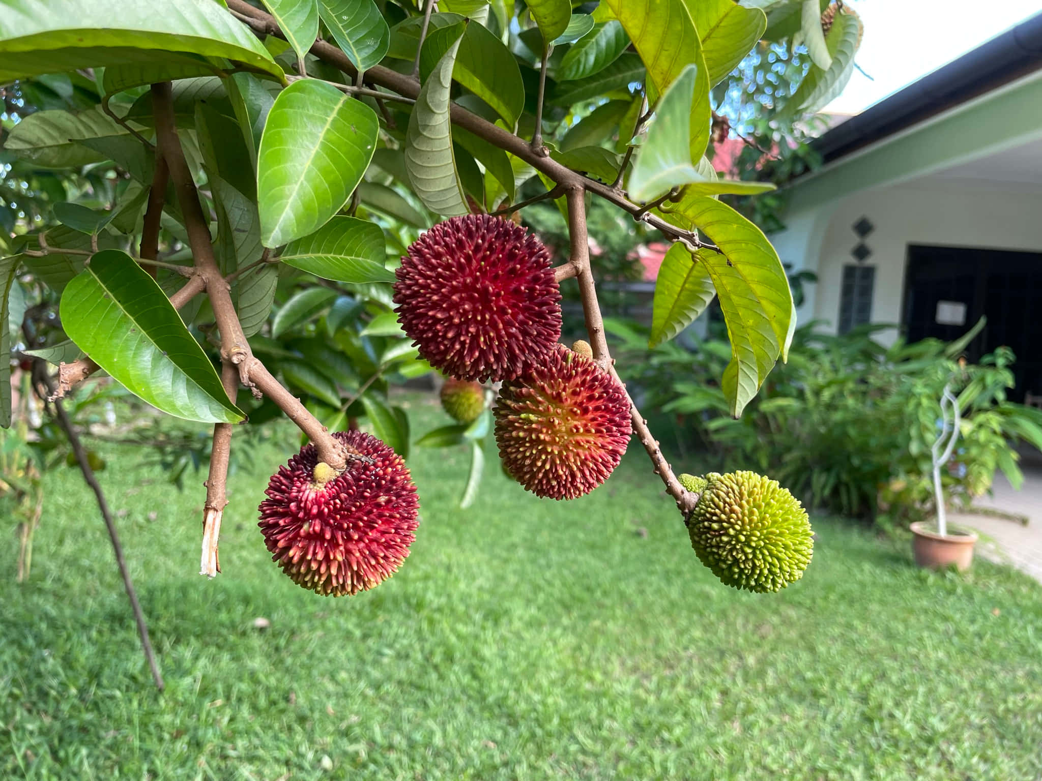 Pulasan, tree, vibrant red, Full HD Desktop Wallpaper