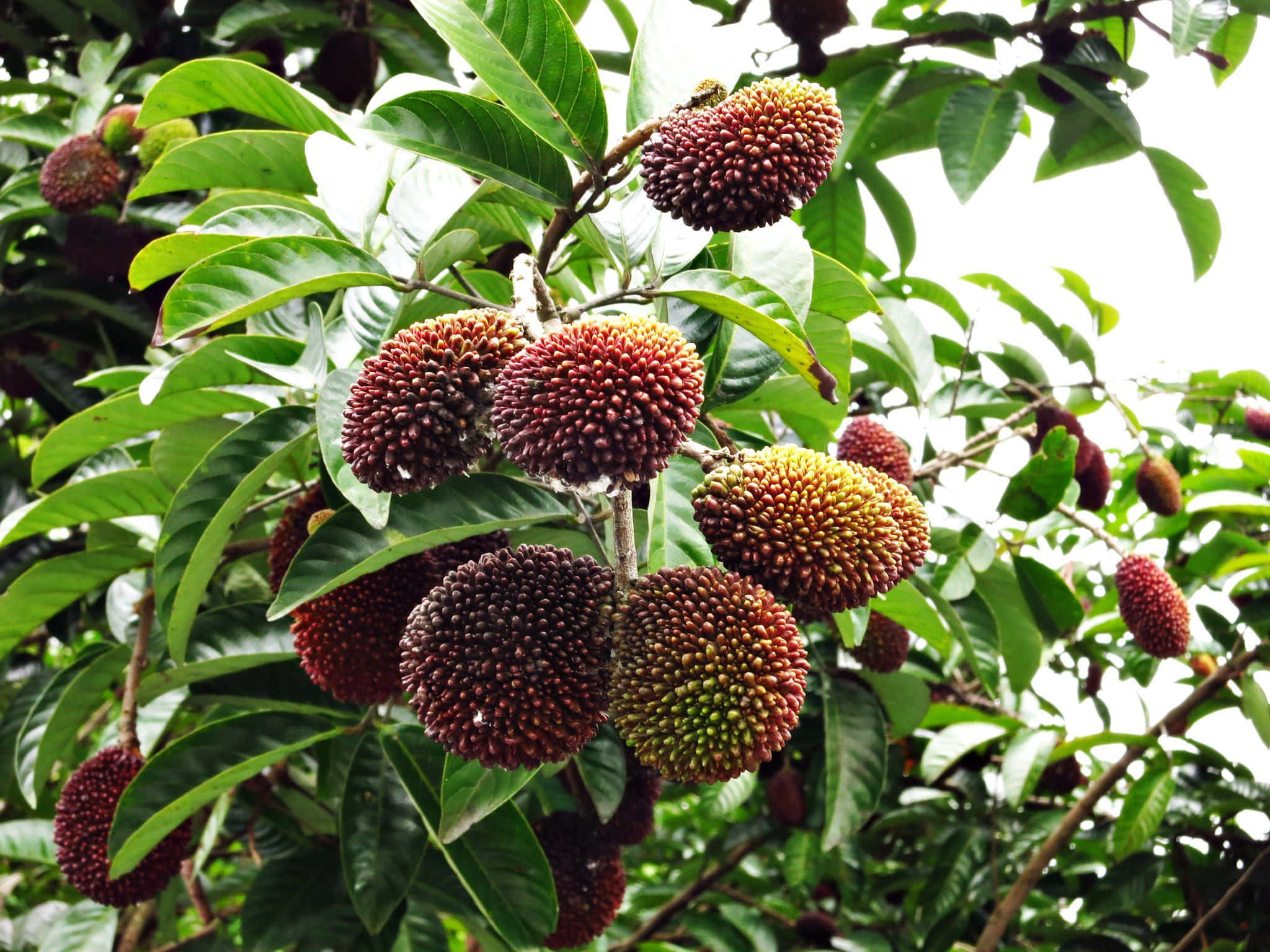 Pulasan, tree, fruits, Full HD Desktop Wallpaper