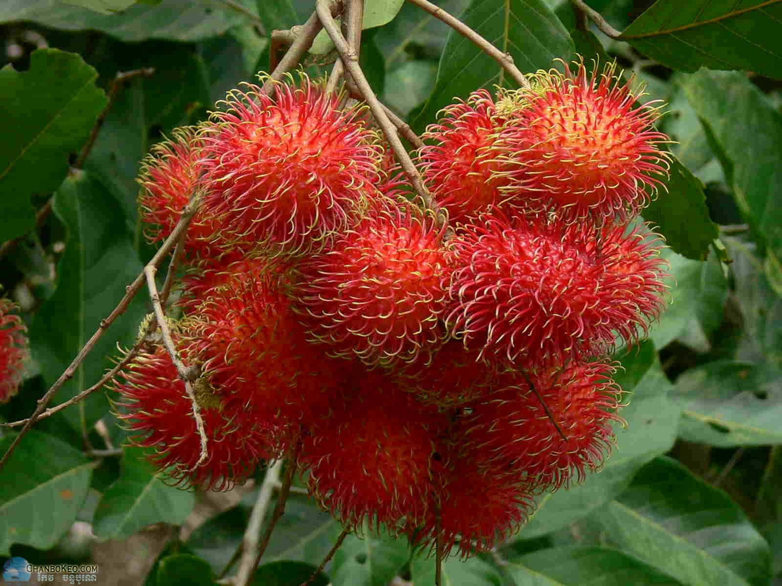 Pulasan, vibrant red rambutans, spiky hairs, HD Desktop Wallpaper