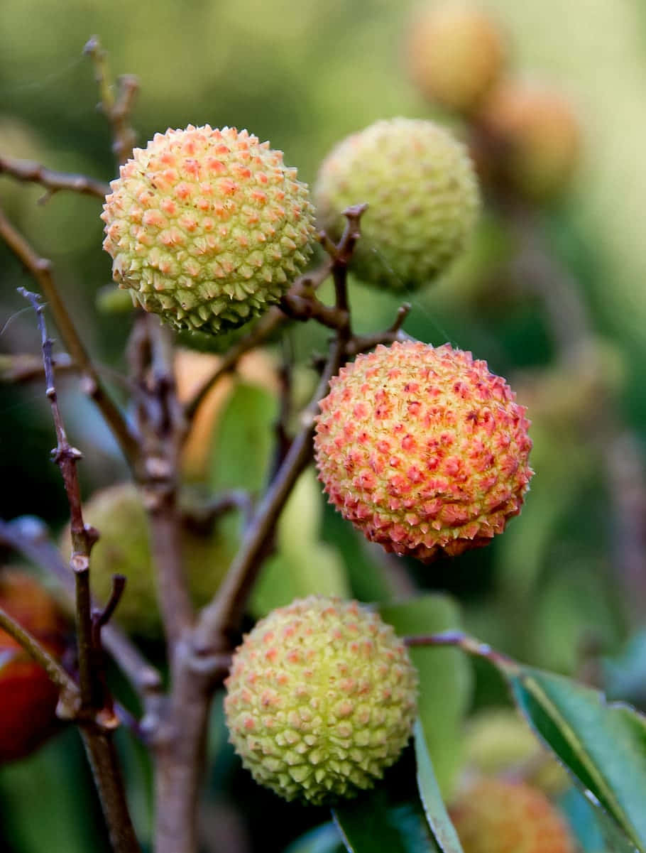 Pulasan, lychees, textured pinkish-red skin, SD Phone Wallpaper