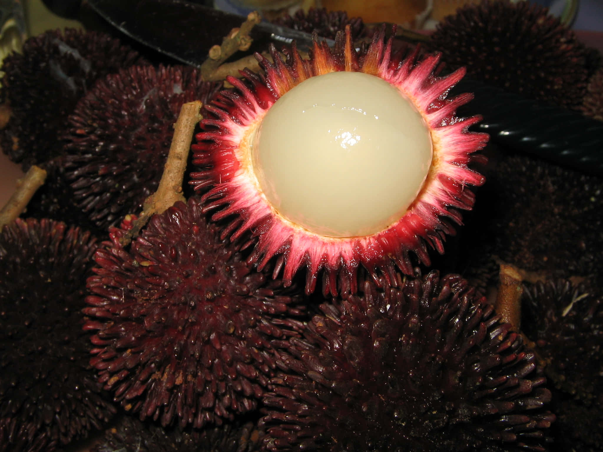Pulasan, white flesh, vibrant red spines, Full HD Desktop Wallpaper
