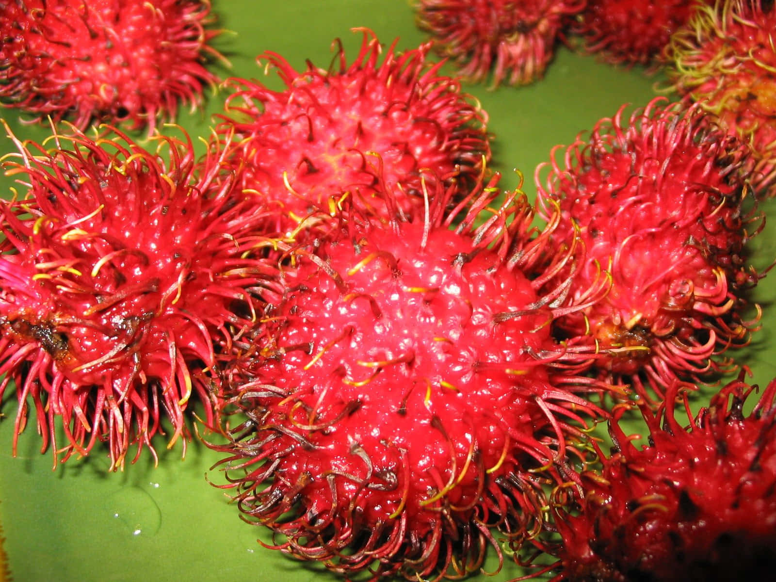 Pulasan, vibrant red, spiky hairs, HD Desktop Wallpaper