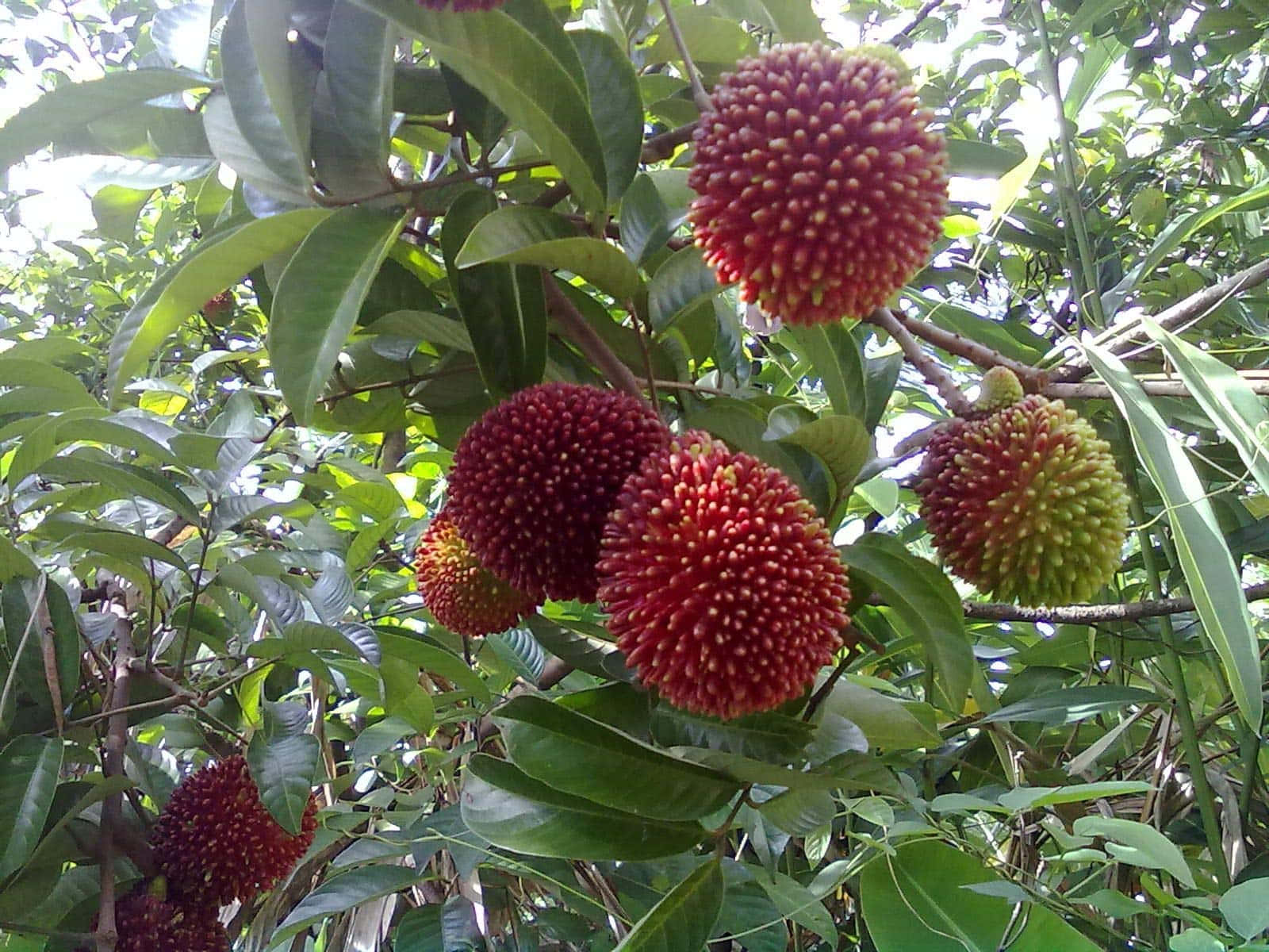 Pulasan tree, fruits, ripe red, HD Desktop Wallpaper