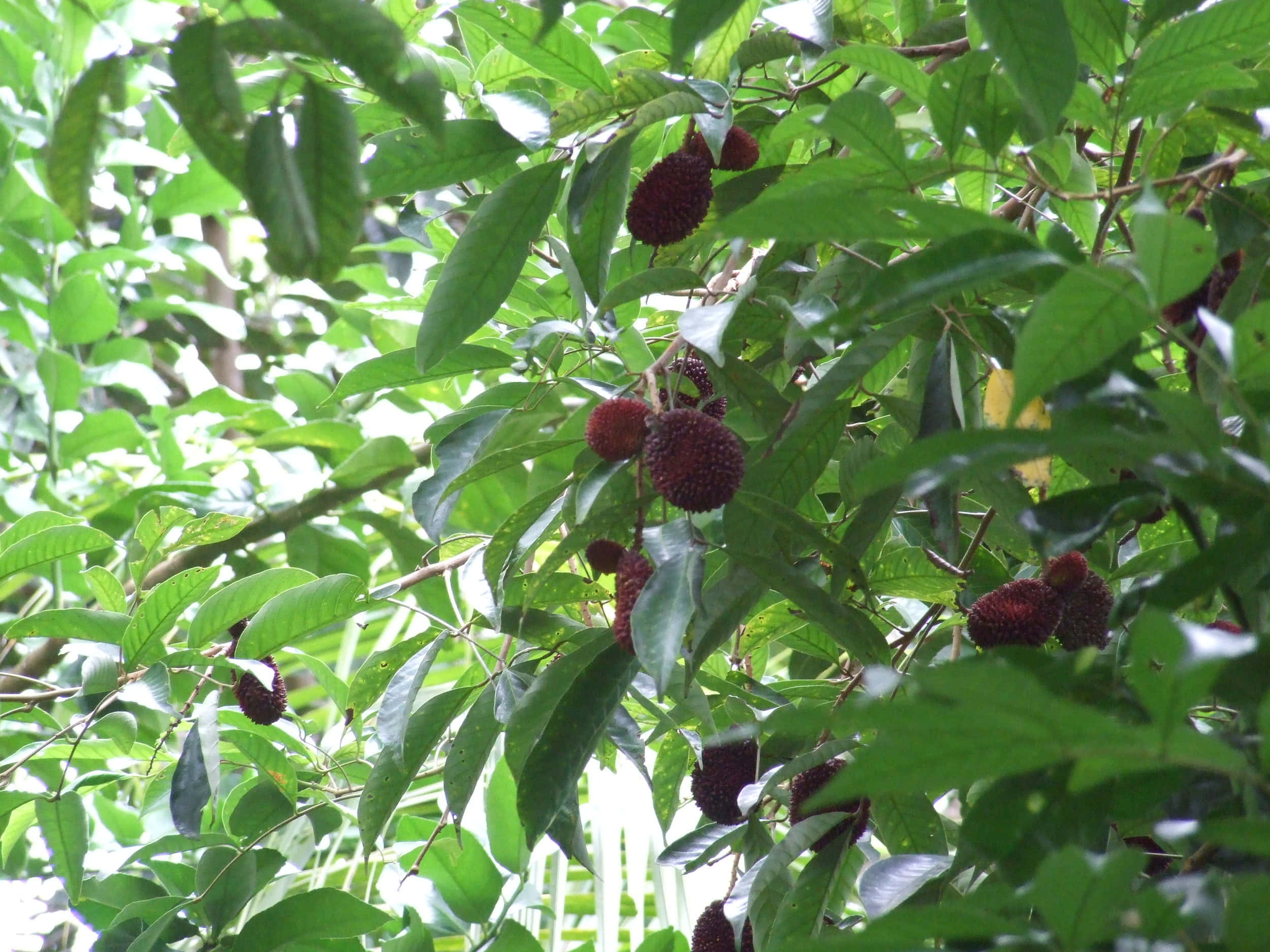 Pulasan, ripe red rambutans, lush green leaves, Full HD Desktop Wallpaper