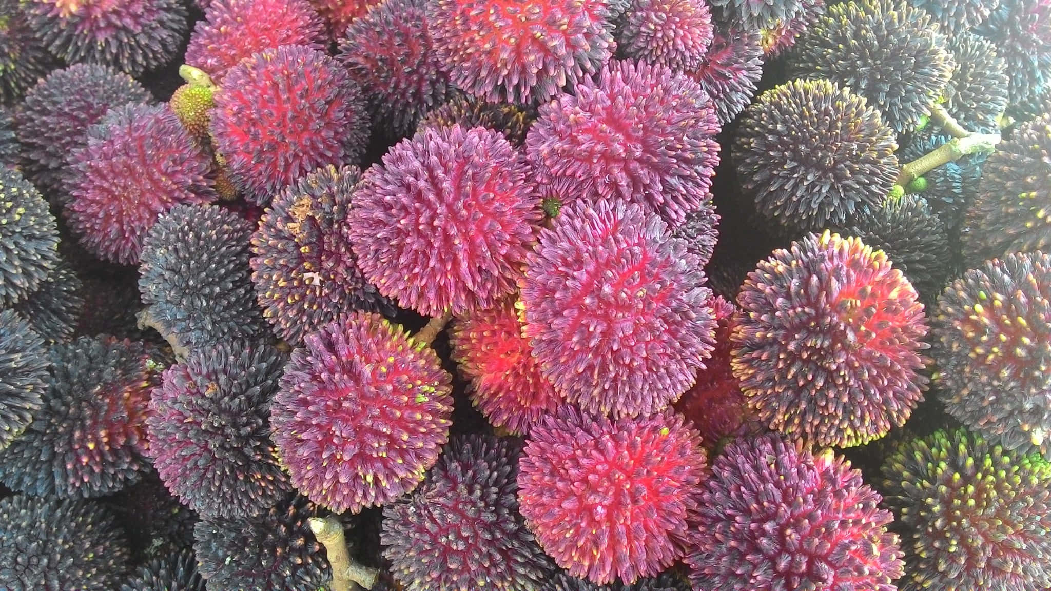 overripe pulasan fruits, spiky rambutans, deep pink, Full HD Desktop Wallpaper