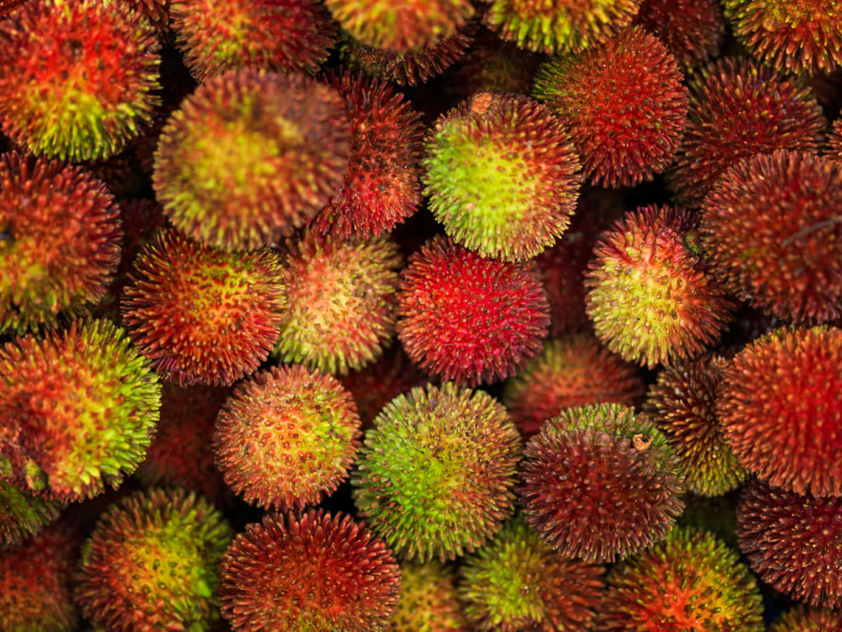 Pulasan, vibrant red, green spiky lychees, SD Desktop Wallpaper