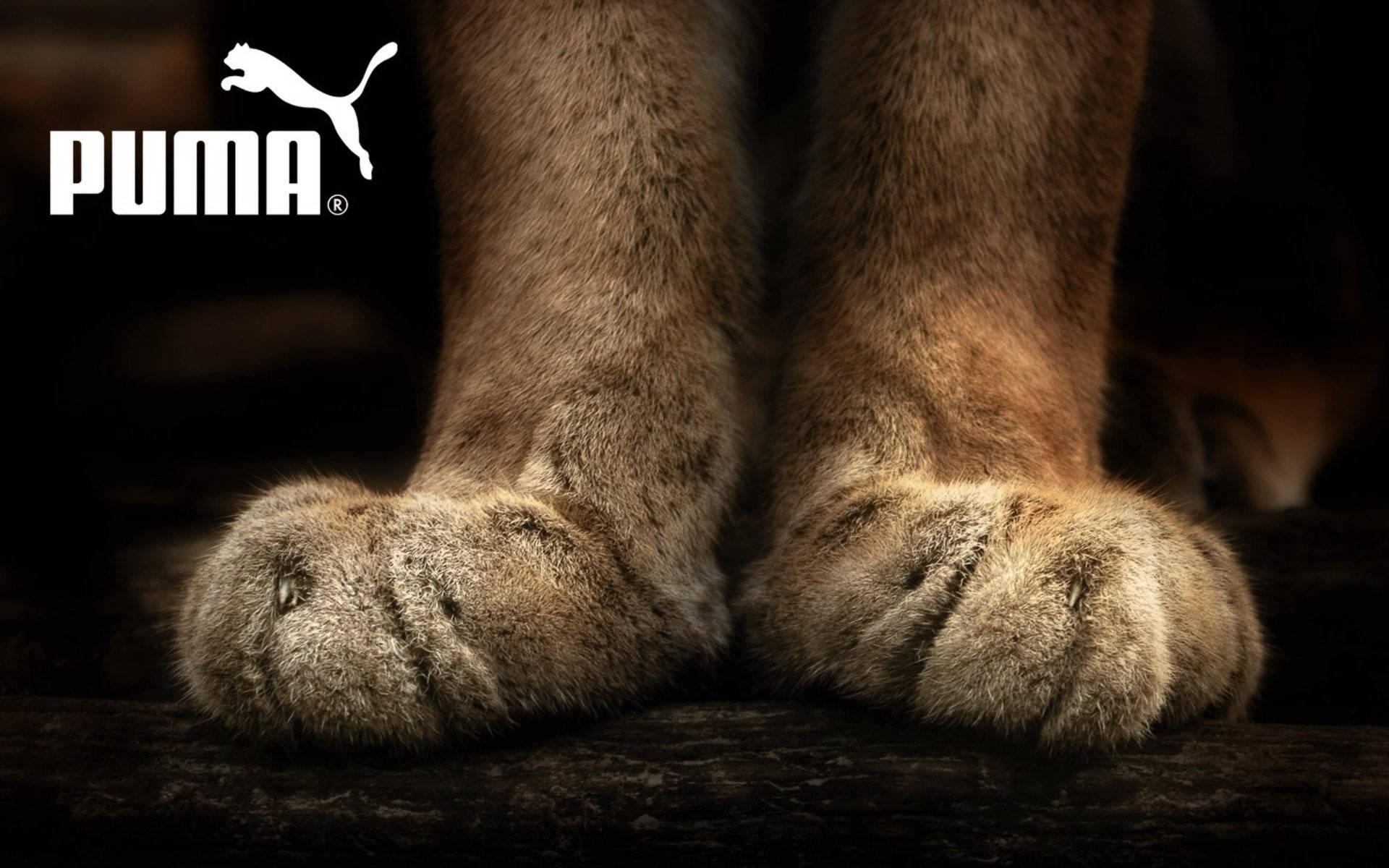 Puma logo, puma, furry paws, Full HD Desktop Wallpaper