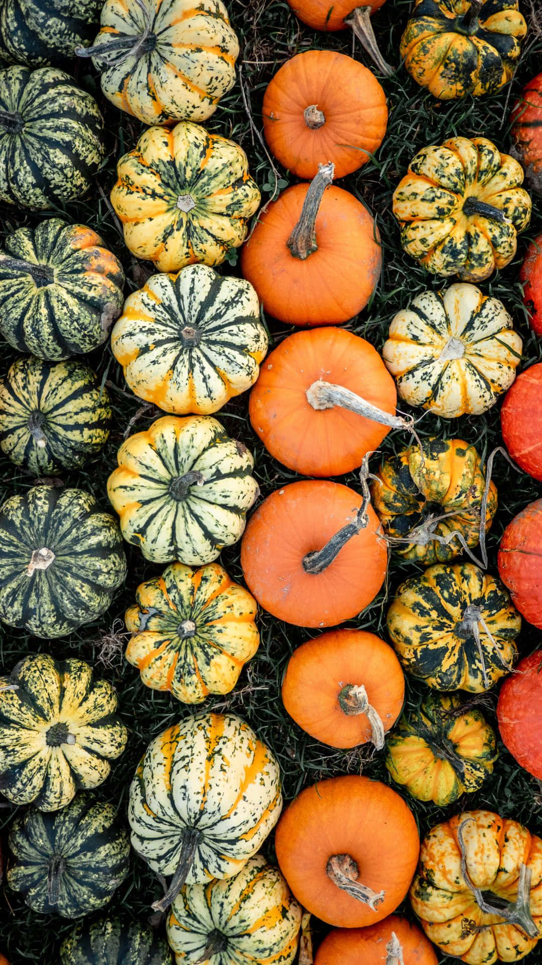 cute pumpkin, 1080 x 1920 wallpaper, adorable smiling pumpkin, Full HD Phone Wallpaper