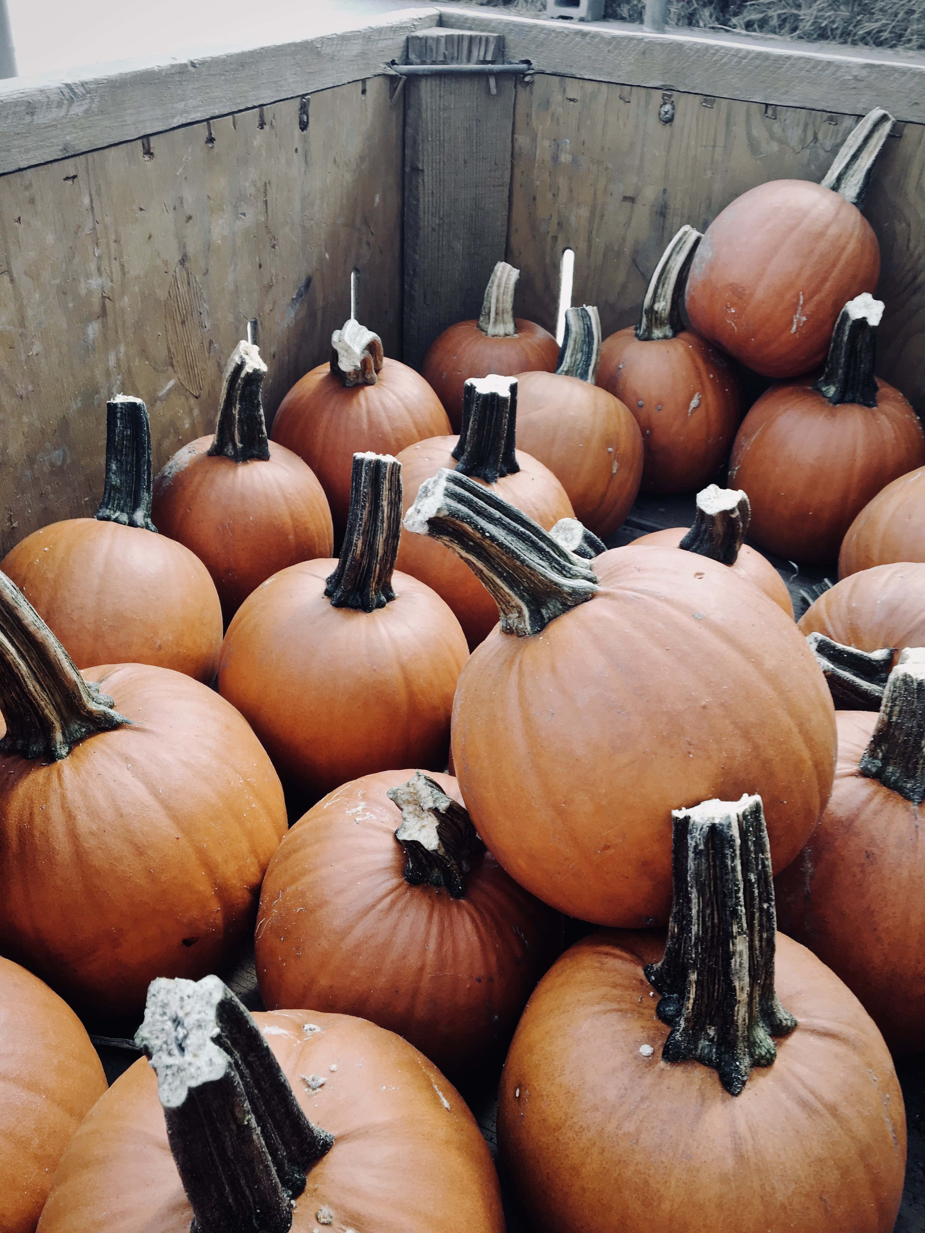 autumn harvest pumpkins, orange pumpkins, dark stems, 4K Phone Wallpaper