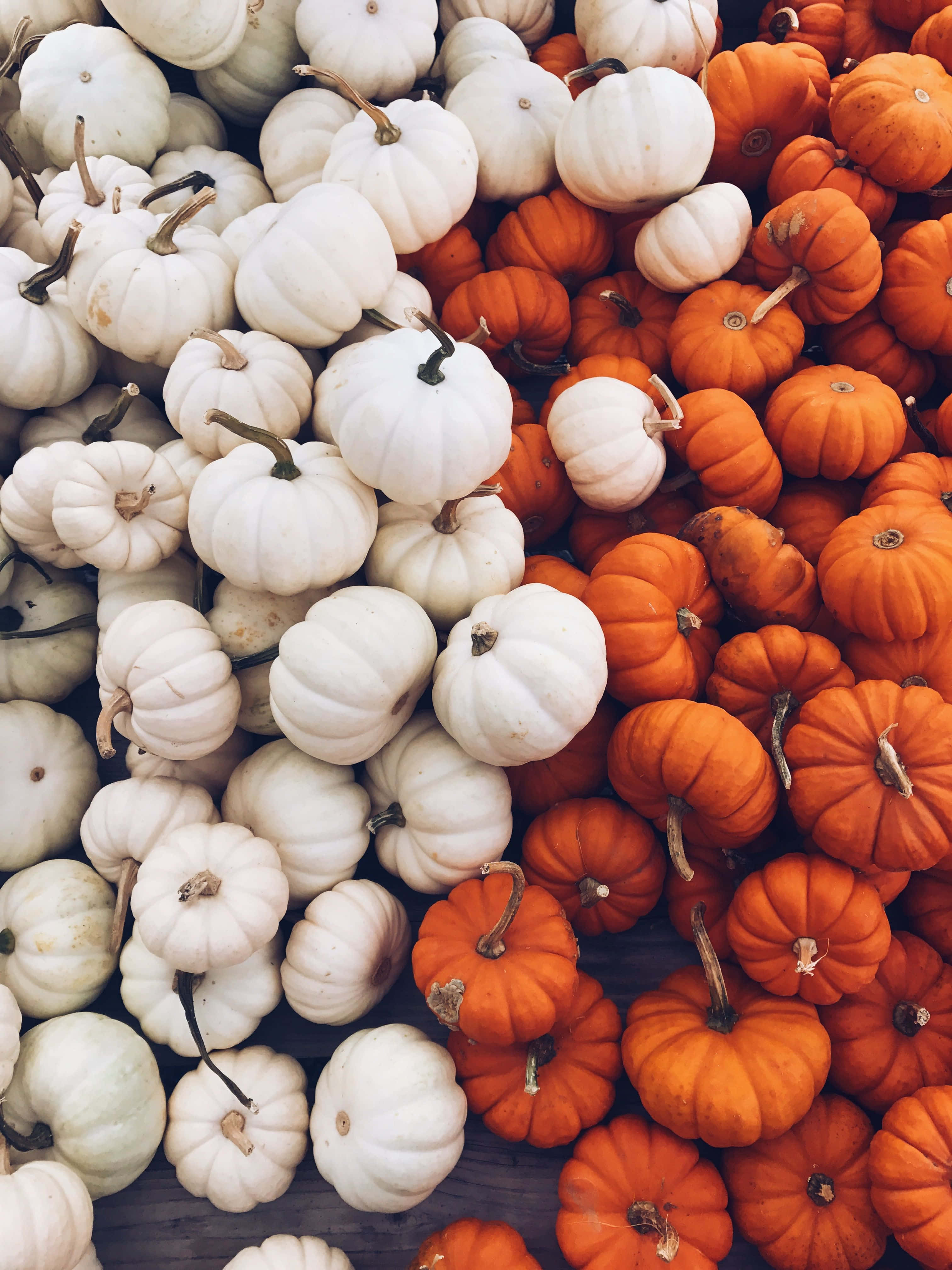 autumn pumpkin patch aesthetic, white and orange pumpkins, rustic market setting, 4K Phone Wallpaper