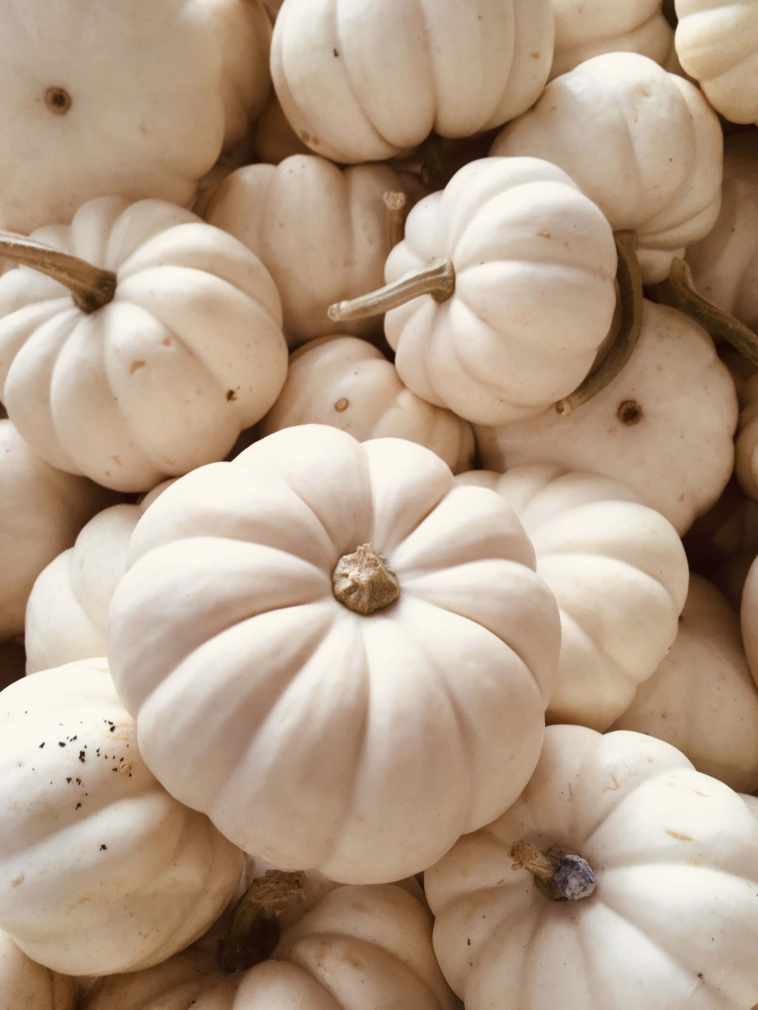 white mini pumpkins, textured ridges, brown stems, 4K Phone Wallpaper