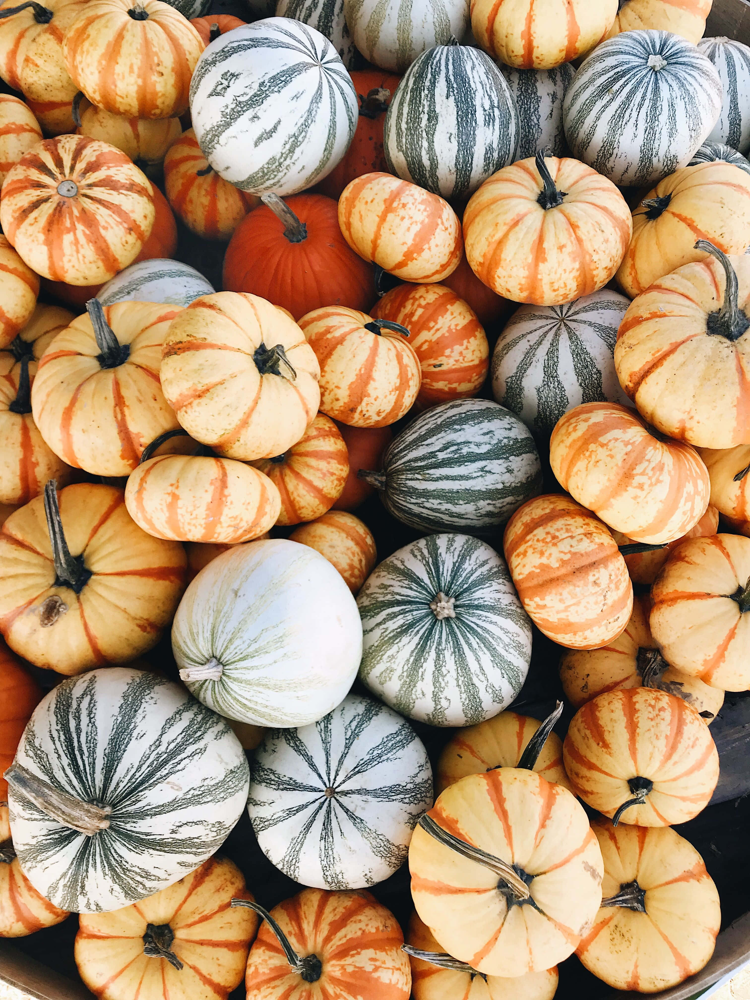 assorted mini pumpkins, orange, white, 4K Phone Wallpaper