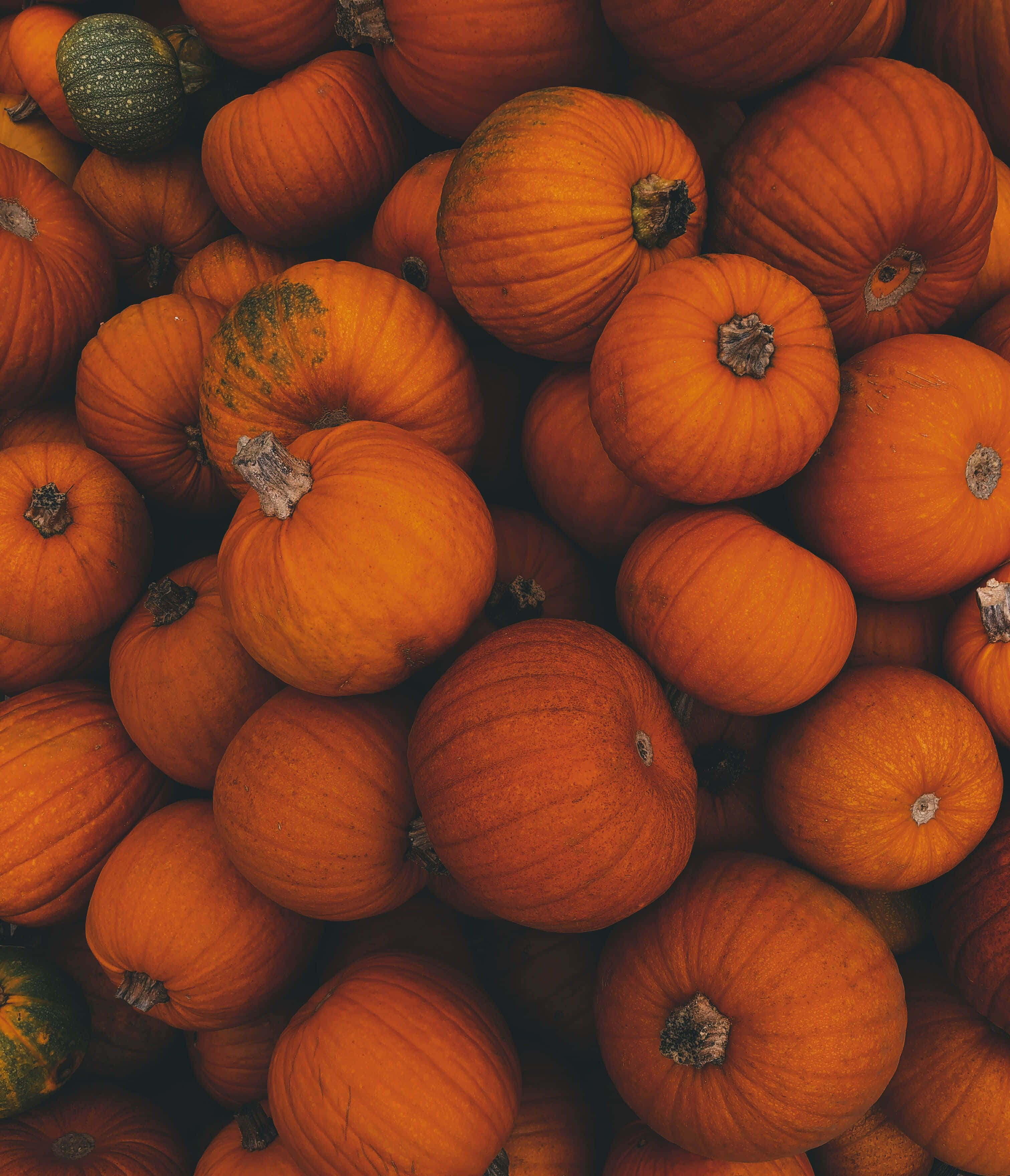 Autumn Pumpkin Harvest, vibrant orange, textured ridges, 2K Phone Wallpaper