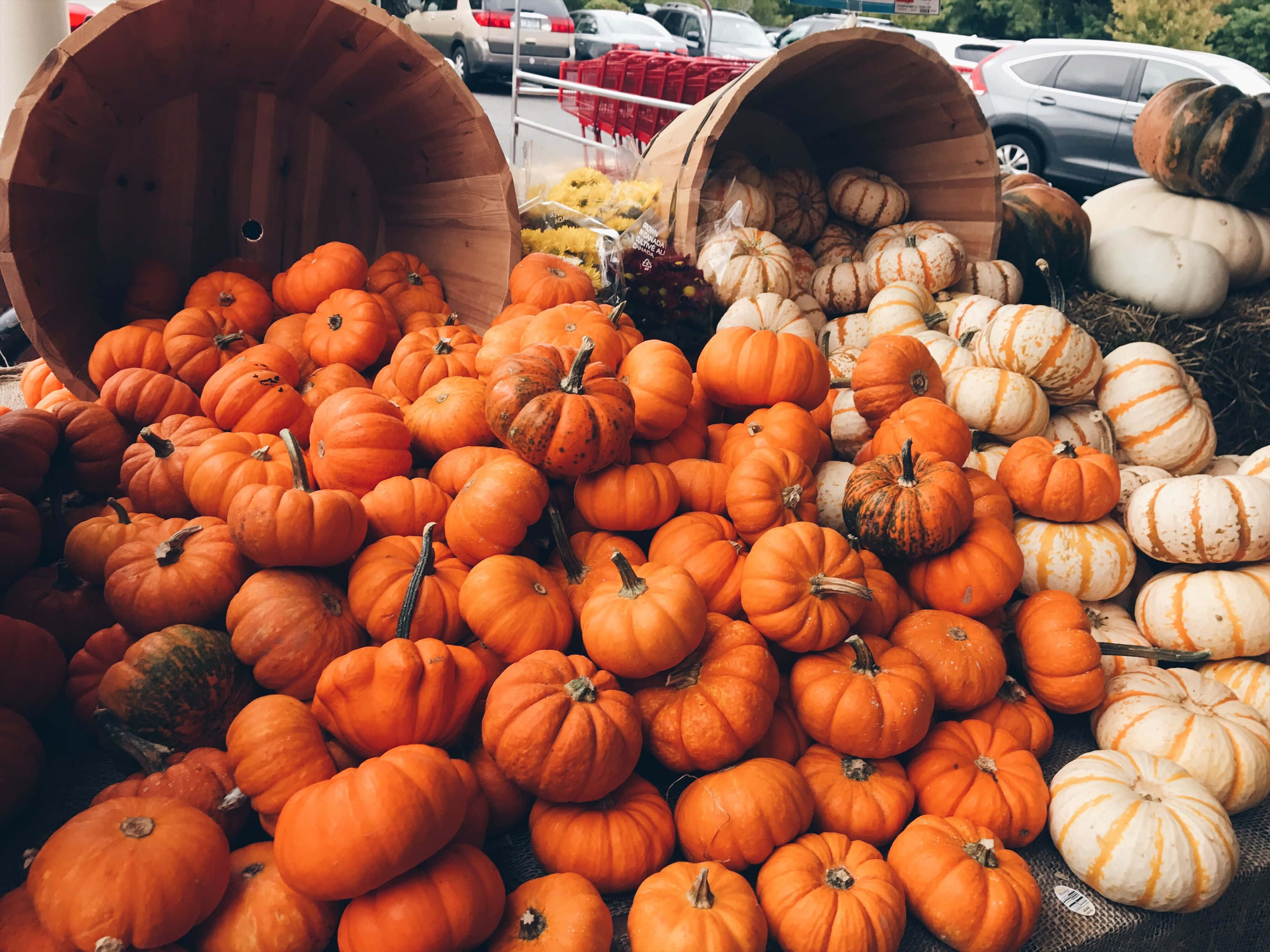 autumn pumpkin harvest, orange and white pumpkins, wooden barrels, 2K Desktop Wallpaper