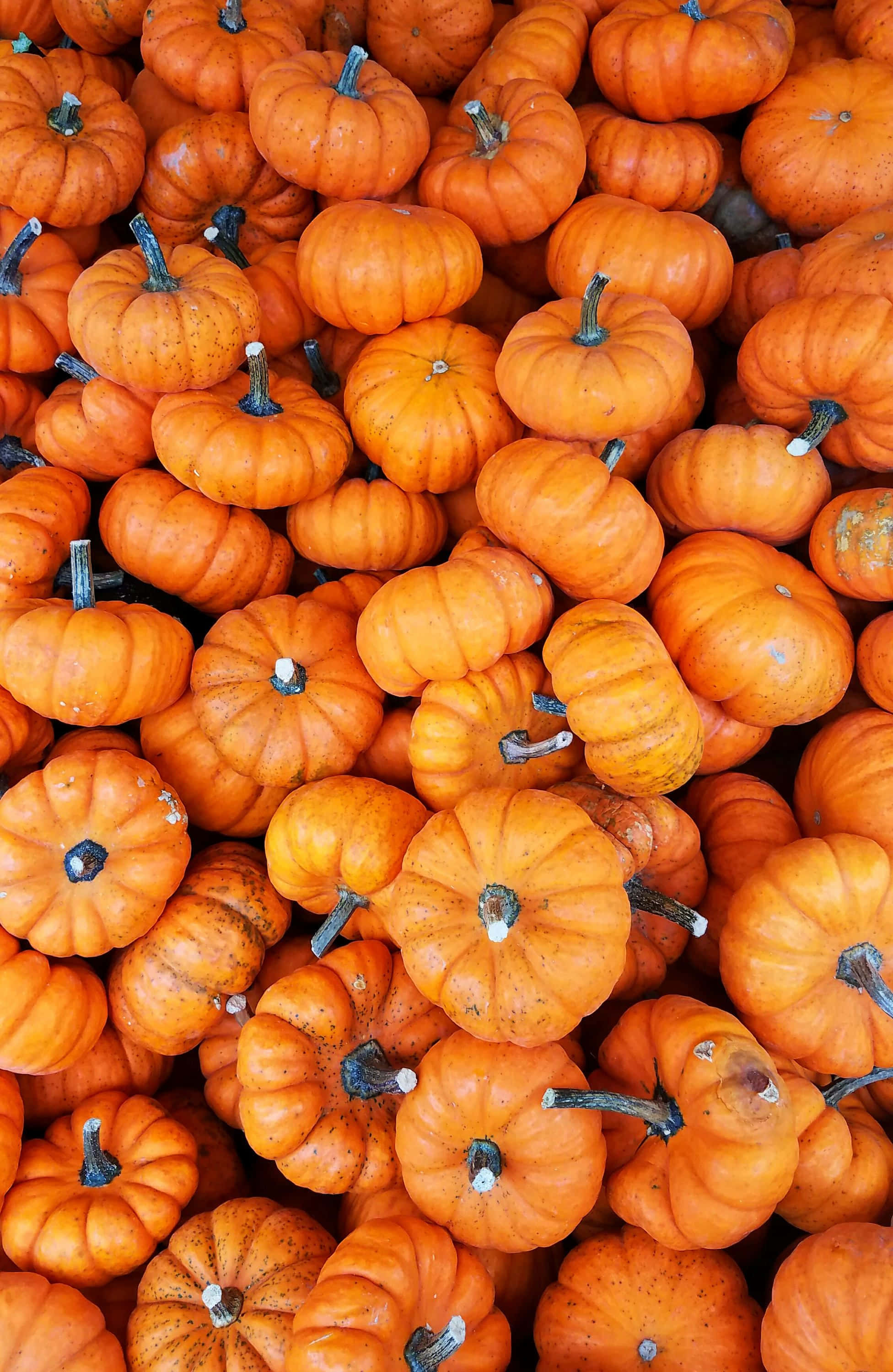 vibrant orange pumpkins, textured rinds, dark stems, 2K Phone Wallpaper