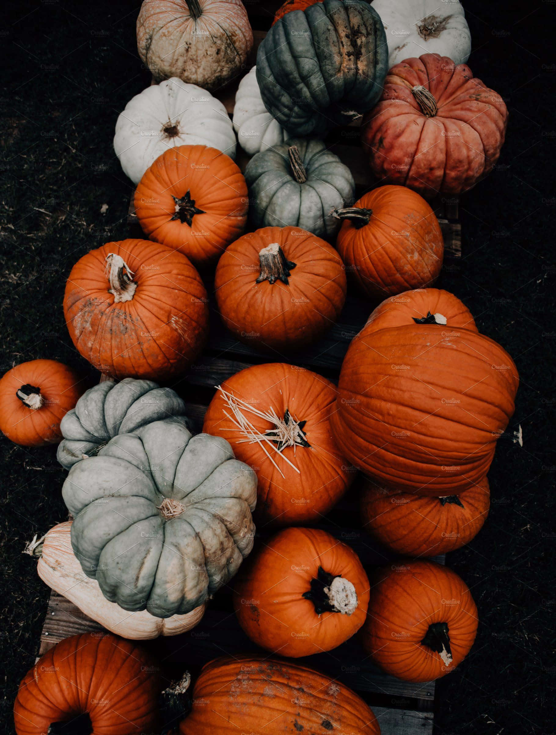 autumn pumpkin variety, pumpkins, orange, Full HD Phone Wallpaper