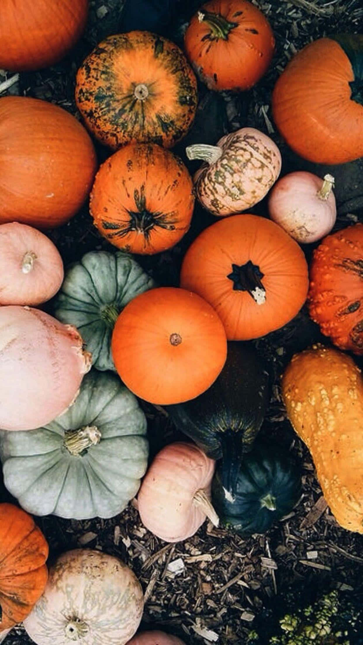 colorful pumpkin collection autumn, pumpkins, gourds, Full HD Phone Wallpaper