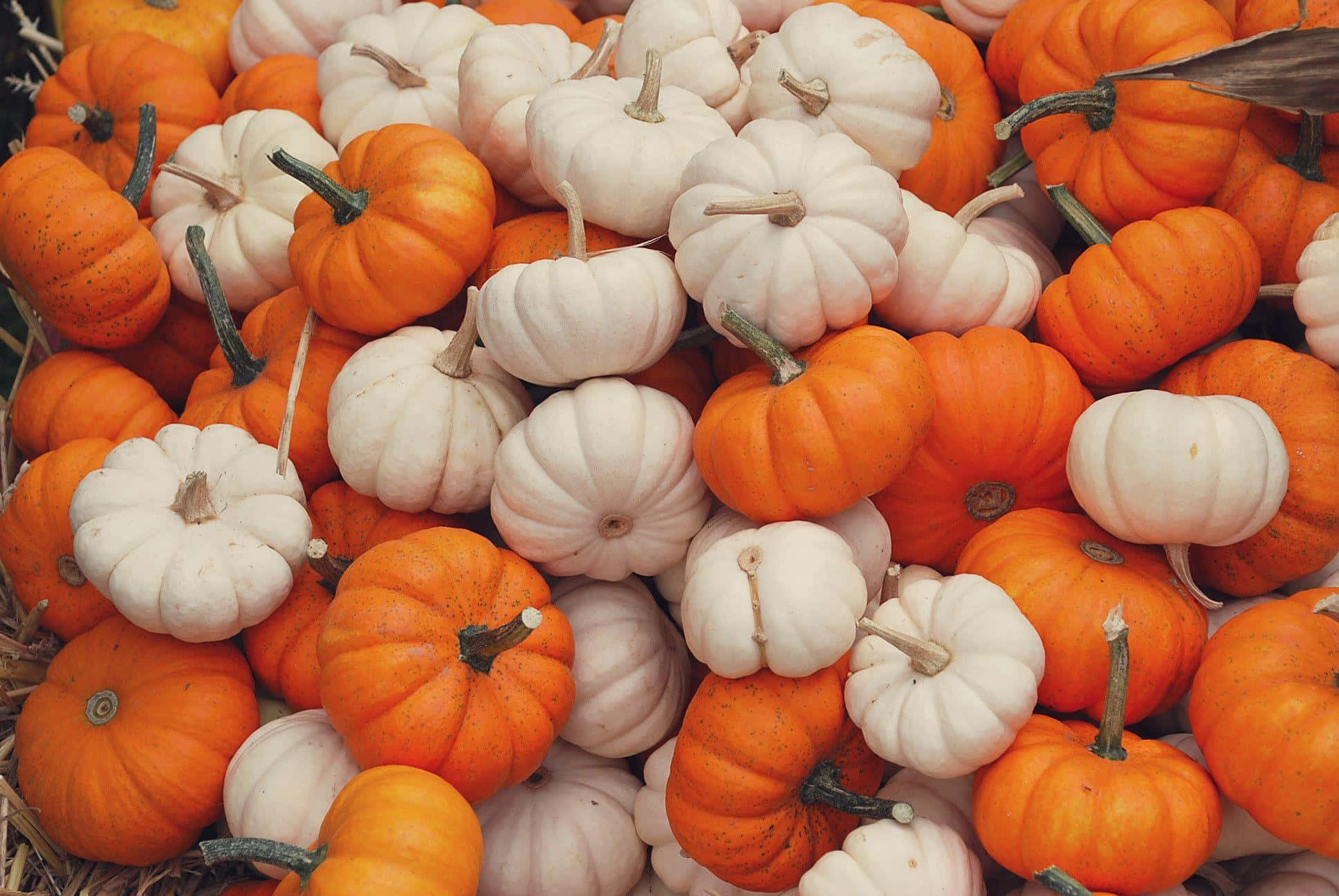 autumn pumpkin variety, orange and white pumpkins, green stems, Full HD Desktop Wallpaper