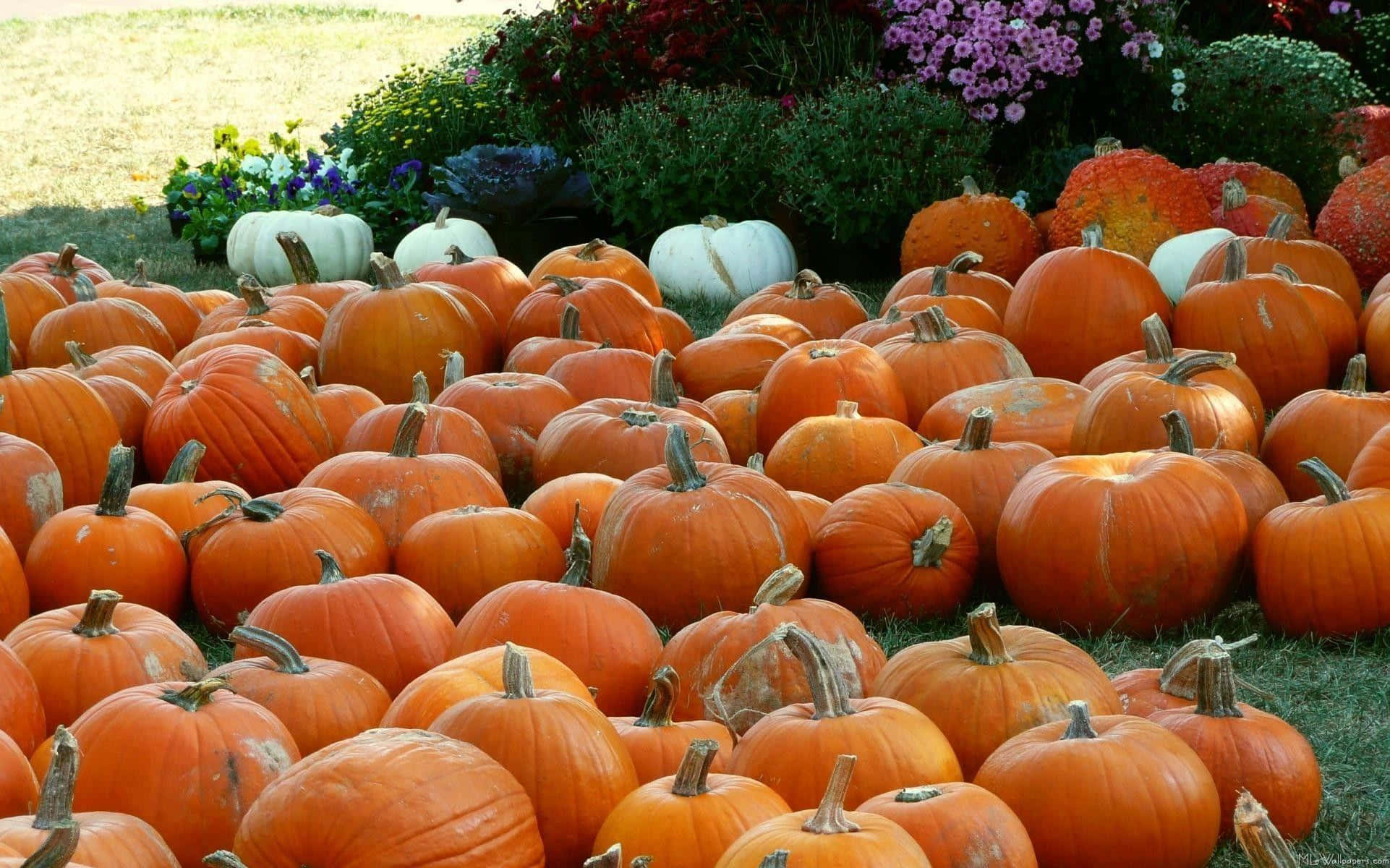 autumn pumpkin patch aesthetic, orange pumpkins, white pumpkins, Full HD Desktop Wallpaper