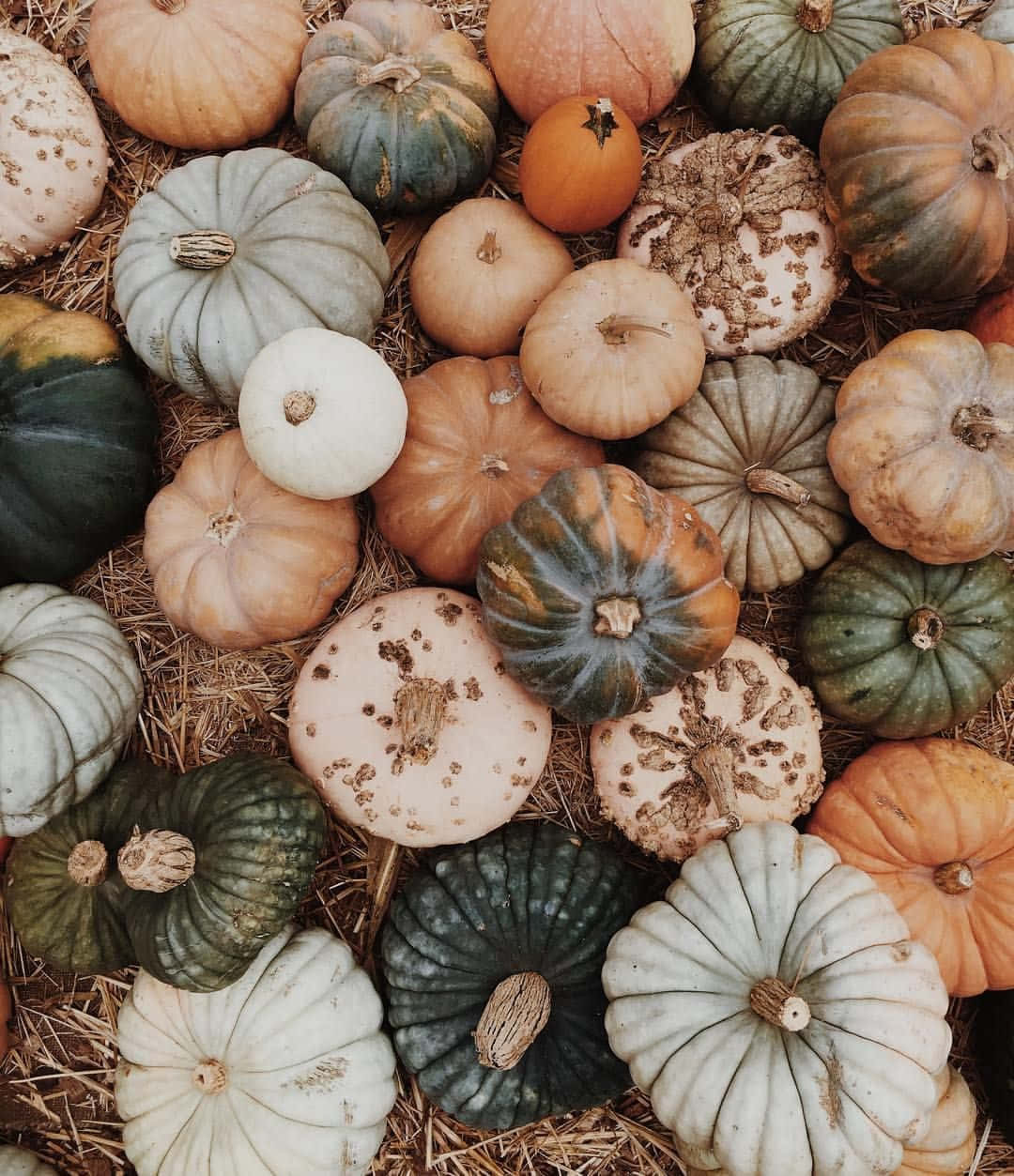 Autumn Pumpkin Variety, pumpkins, gourds, SD Phone Wallpaper