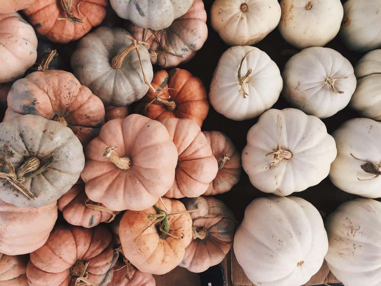 assorted pumpkins, autumn display, soft peach gray, HD Desktop Wallpaper