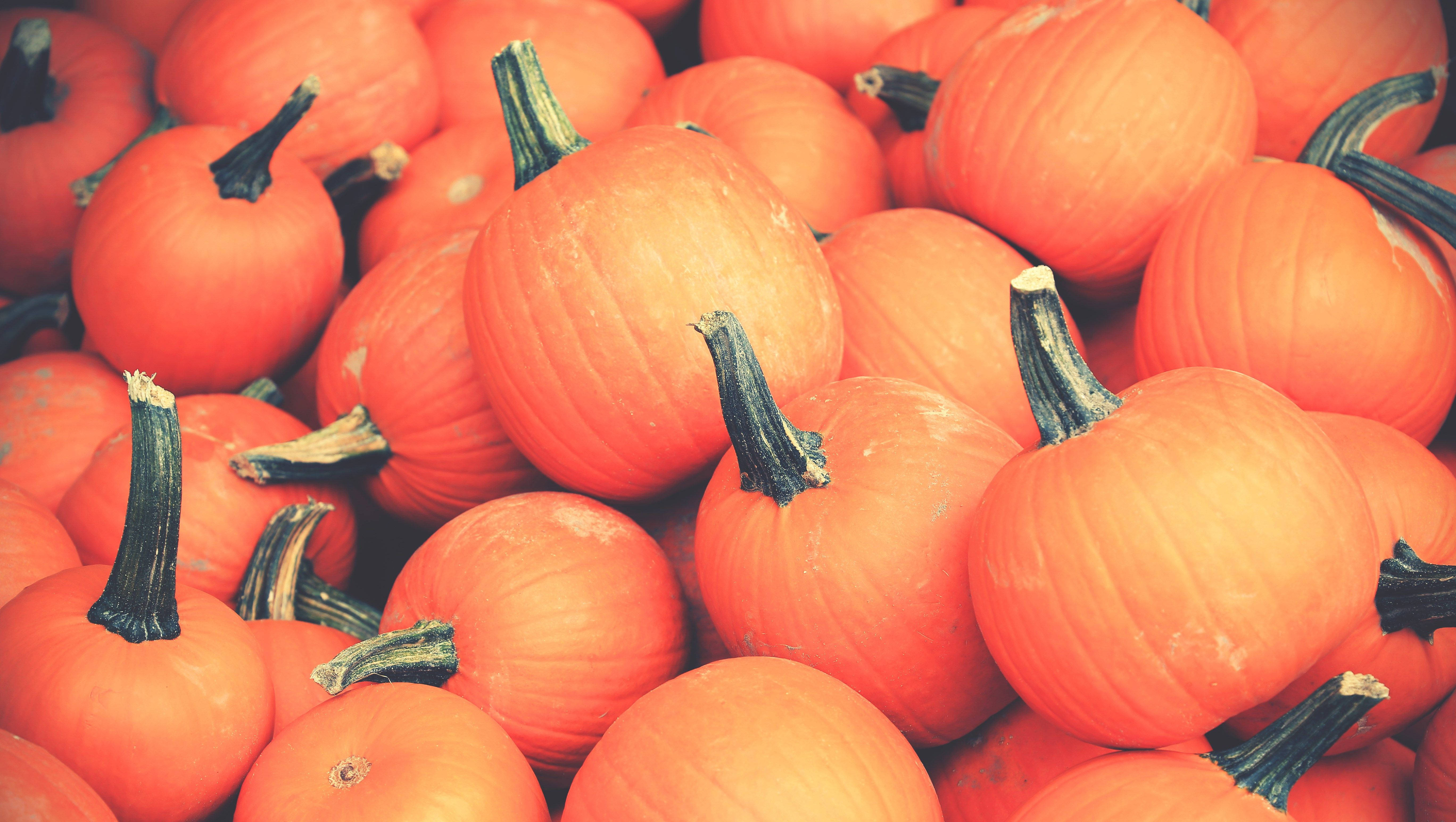 orange pumpkins, dark stems, textured skin, 5K Desktop Wallpaper