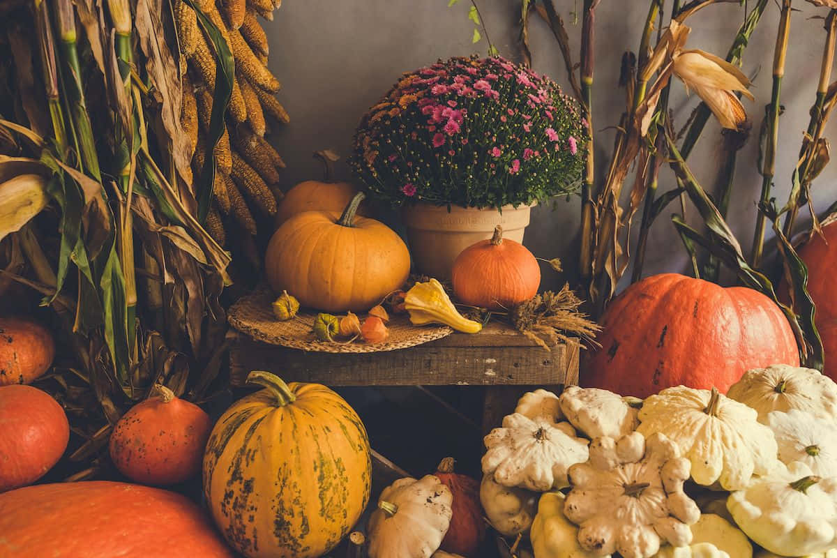 Fall Corner Table, Thanksgiving, pumpkins, SD Desktop Wallpaper