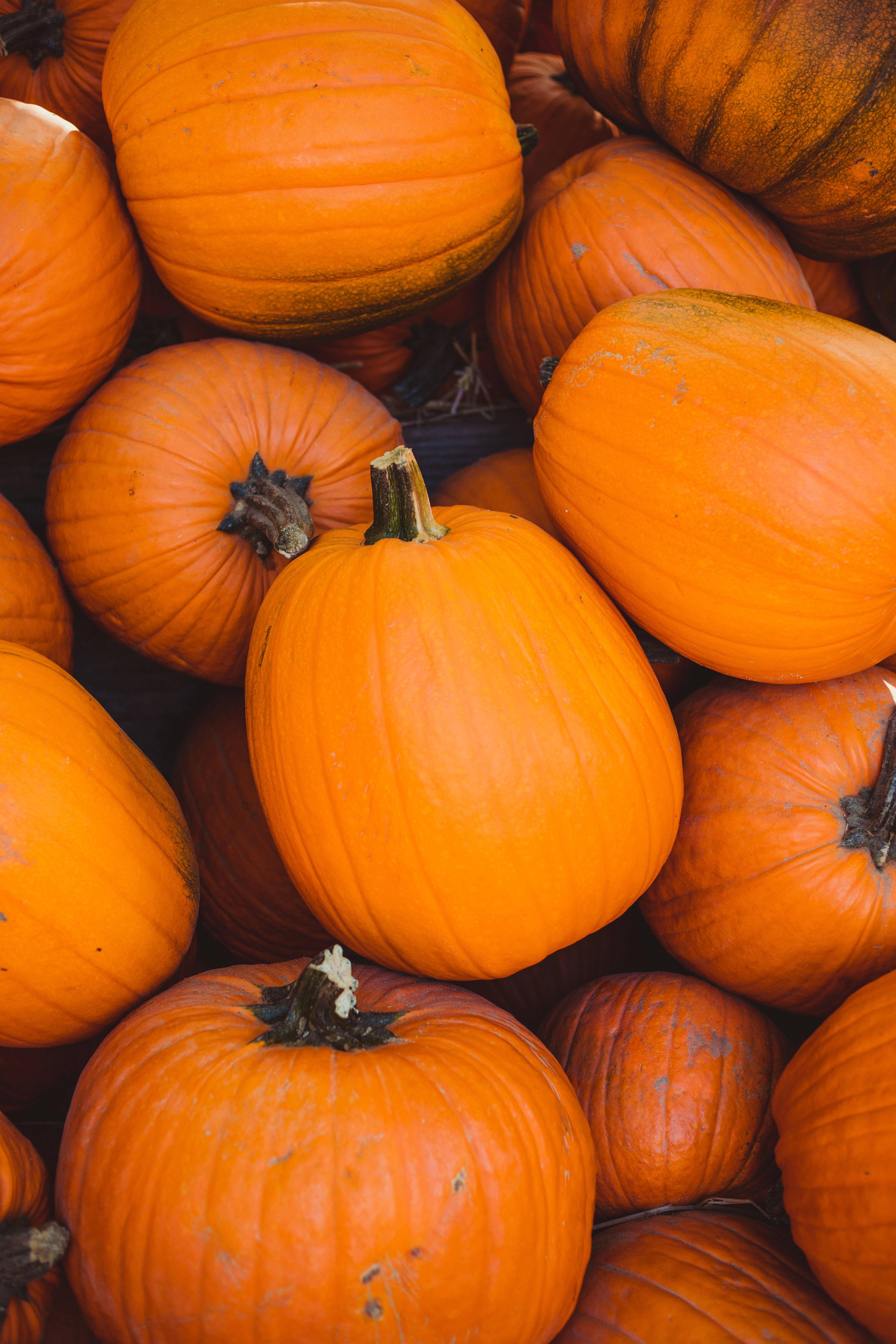 orange aesthetic pumpkins phone, ripe orange pumpkins, textured ridges, 5K Phone Wallpaper