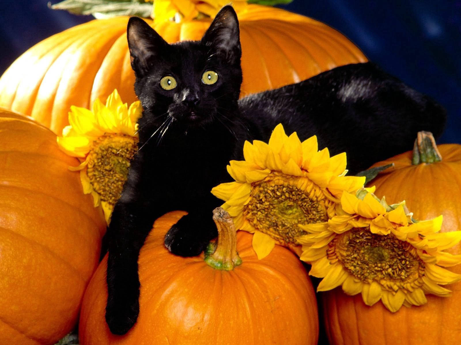 black cat, pumpkins, glowing green eyes, HD Desktop Wallpaper