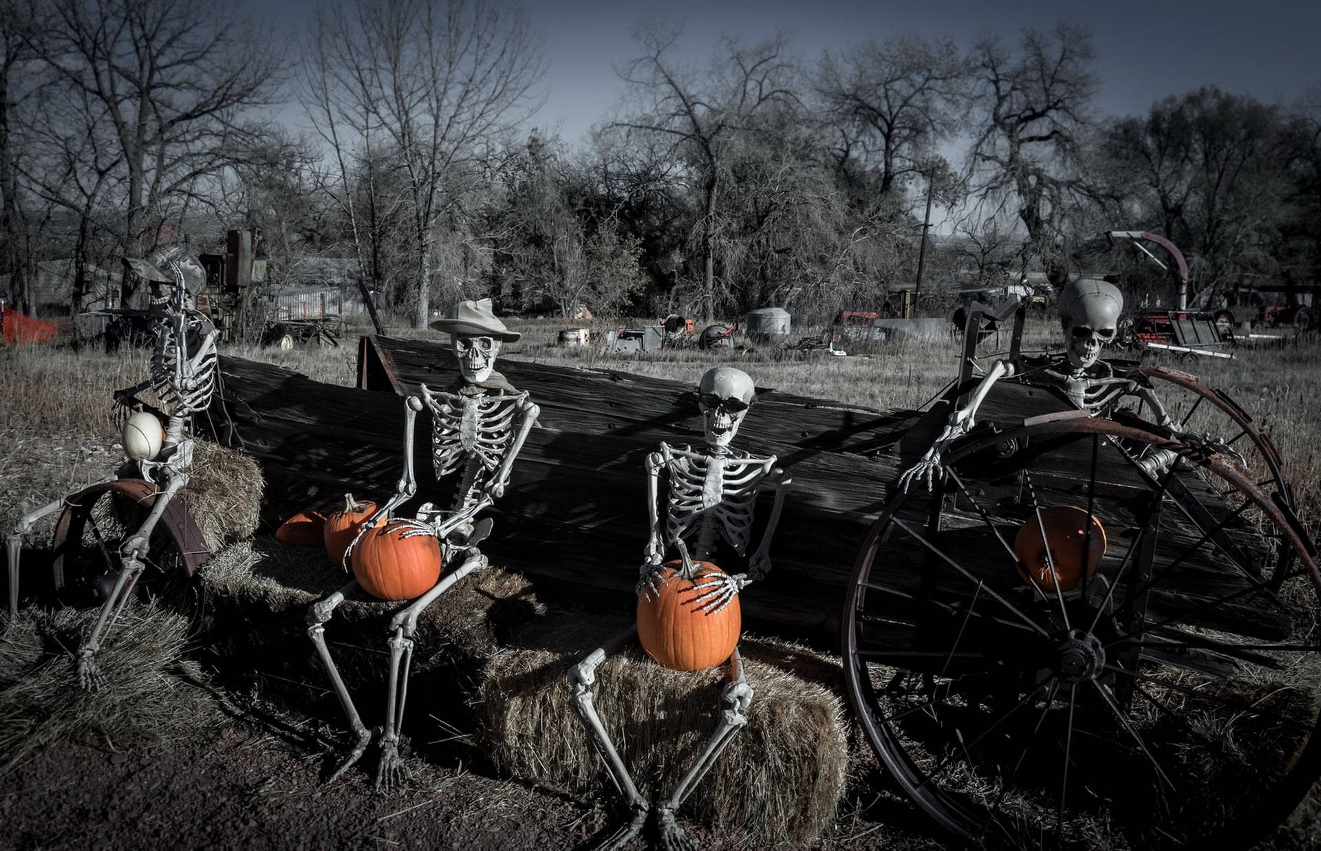three pumpkin skeleton desktop, skeletal figures, cowboy hats, Full HD Desktop Wallpaper