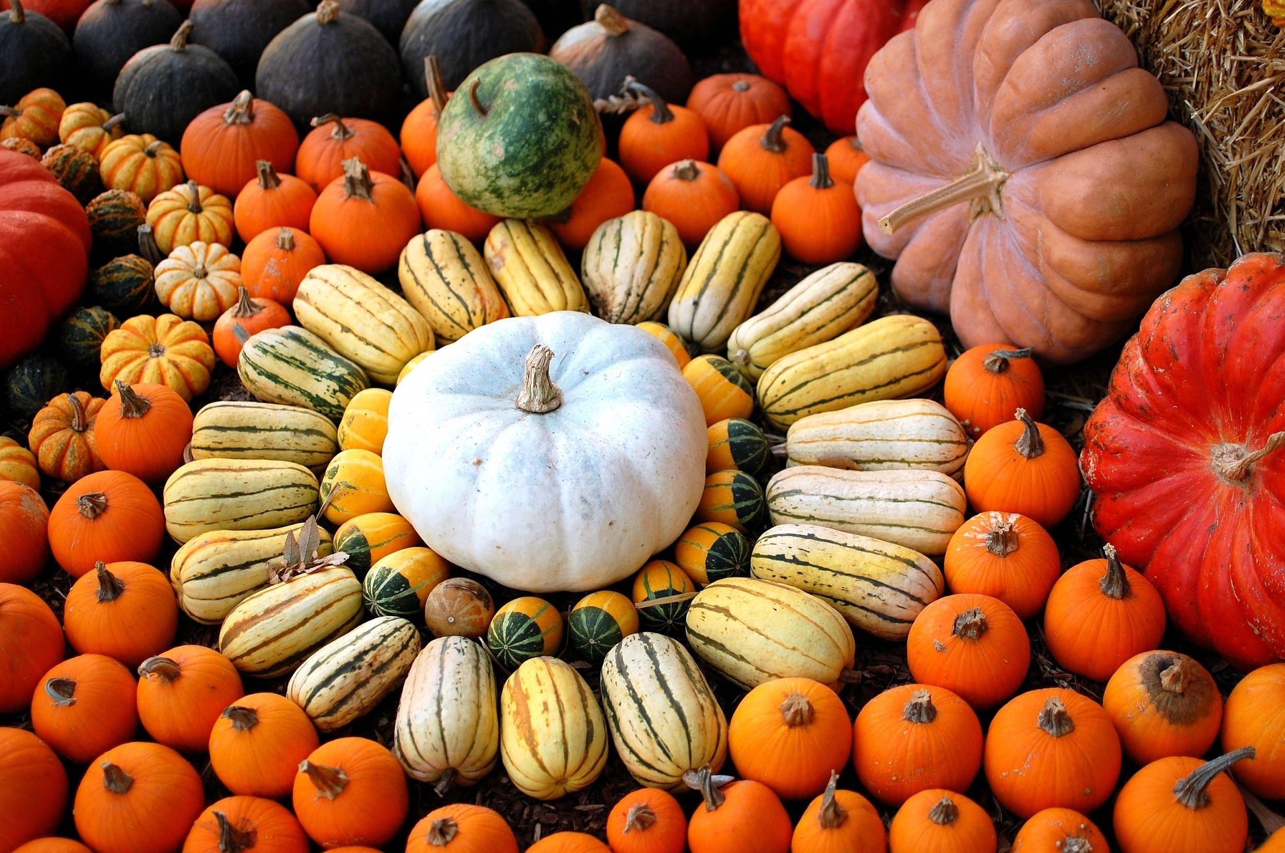 white pumpkin, orange pumpkins, striped squashes, Full HD Desktop Wallpaper