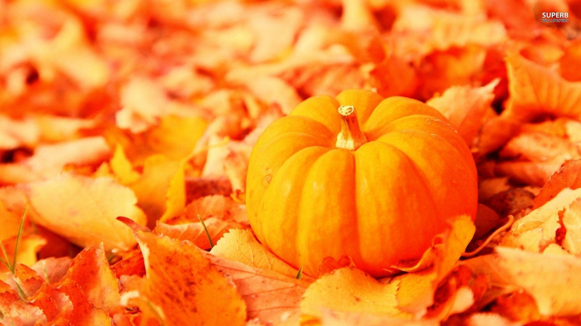 Pumpkin, autumn, golden light, Full HD Desktop Wallpaper