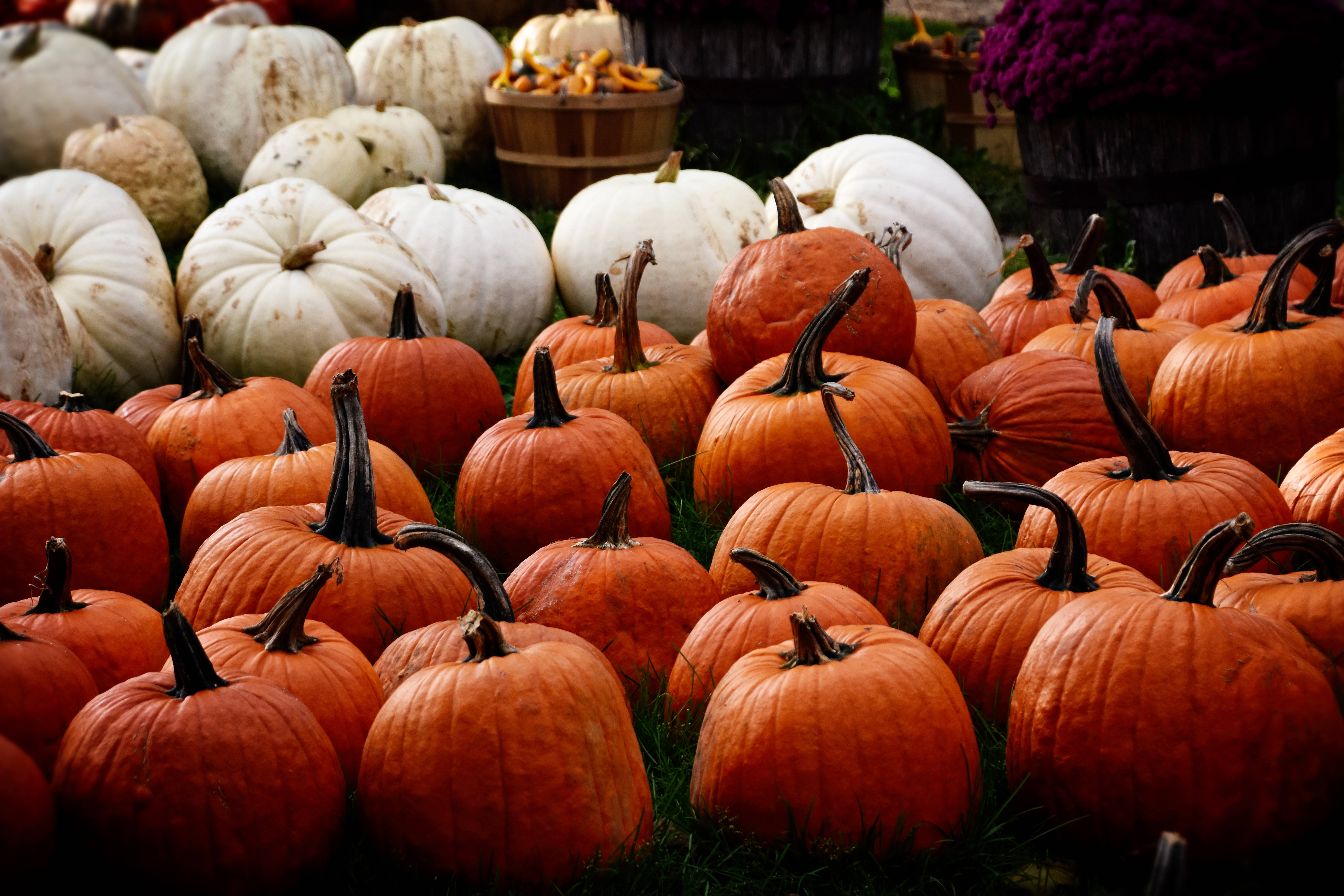orange and white pumpkin, autumn display, rows, 5K Desktop Wallpaper