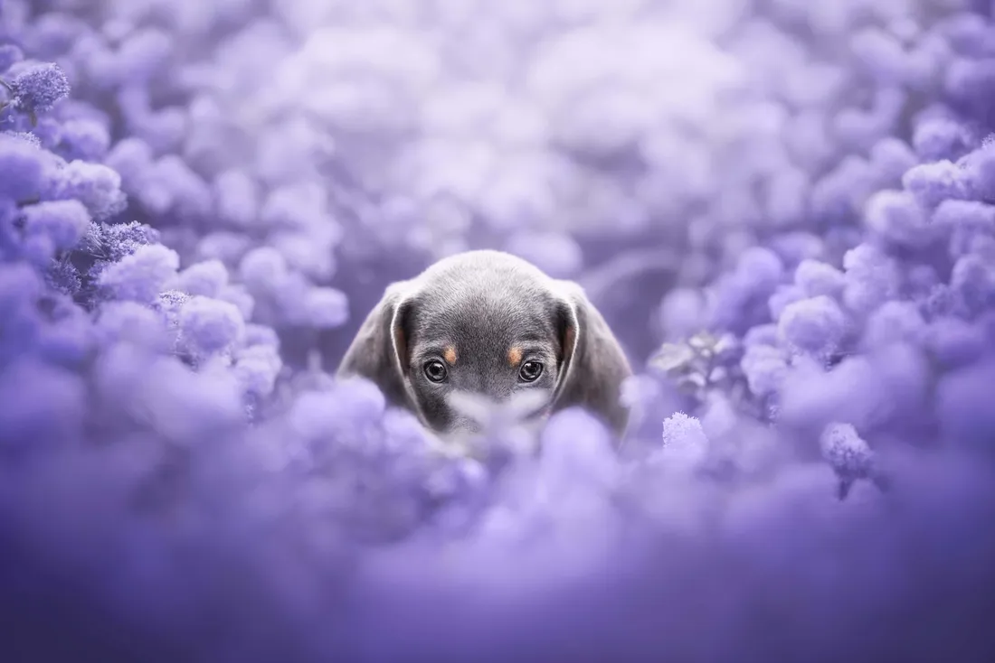 Puppy Aesthetic