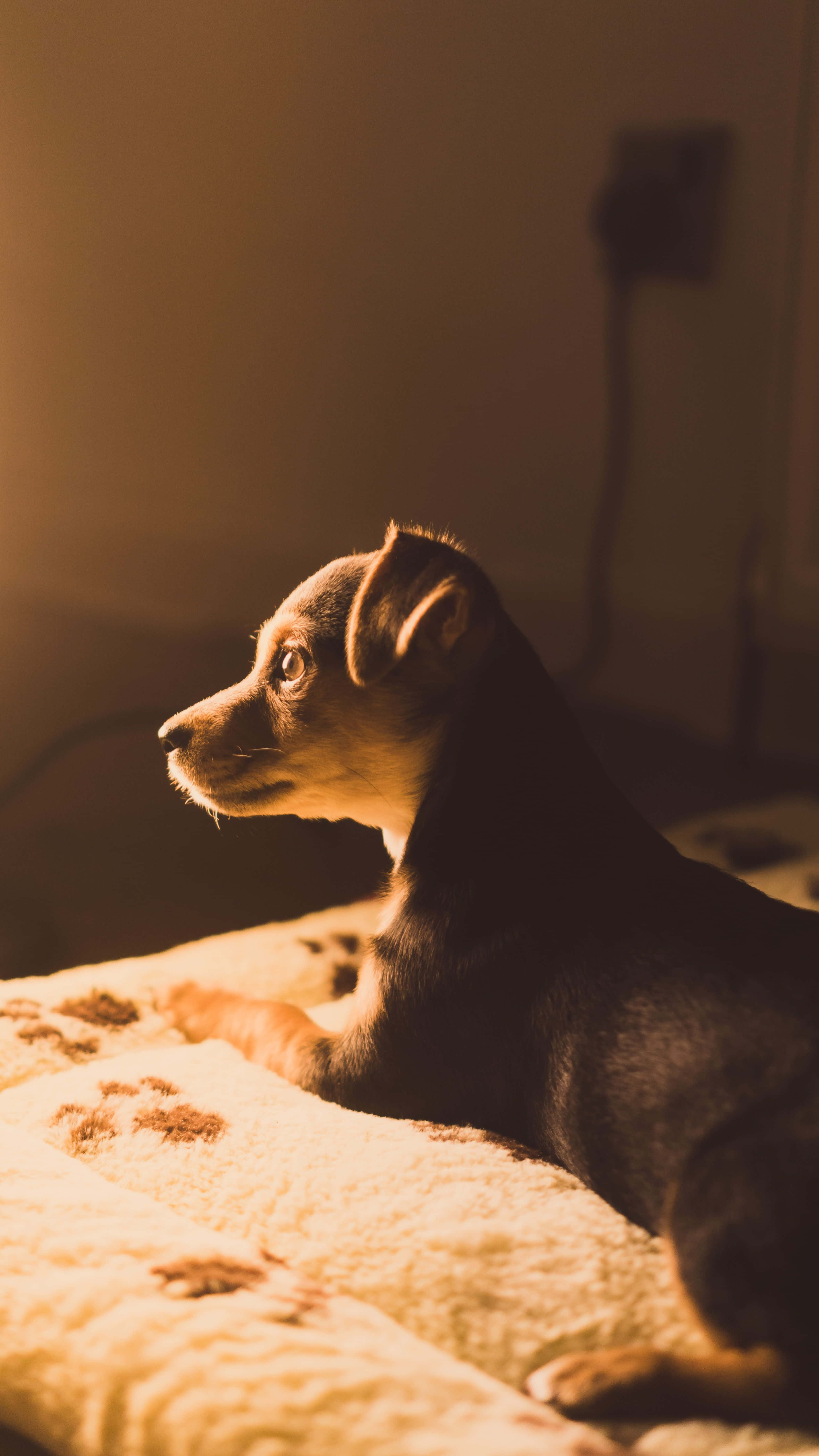 contemplative puppy, warm golden light, textured blanket, 5K Phone Wallpaper