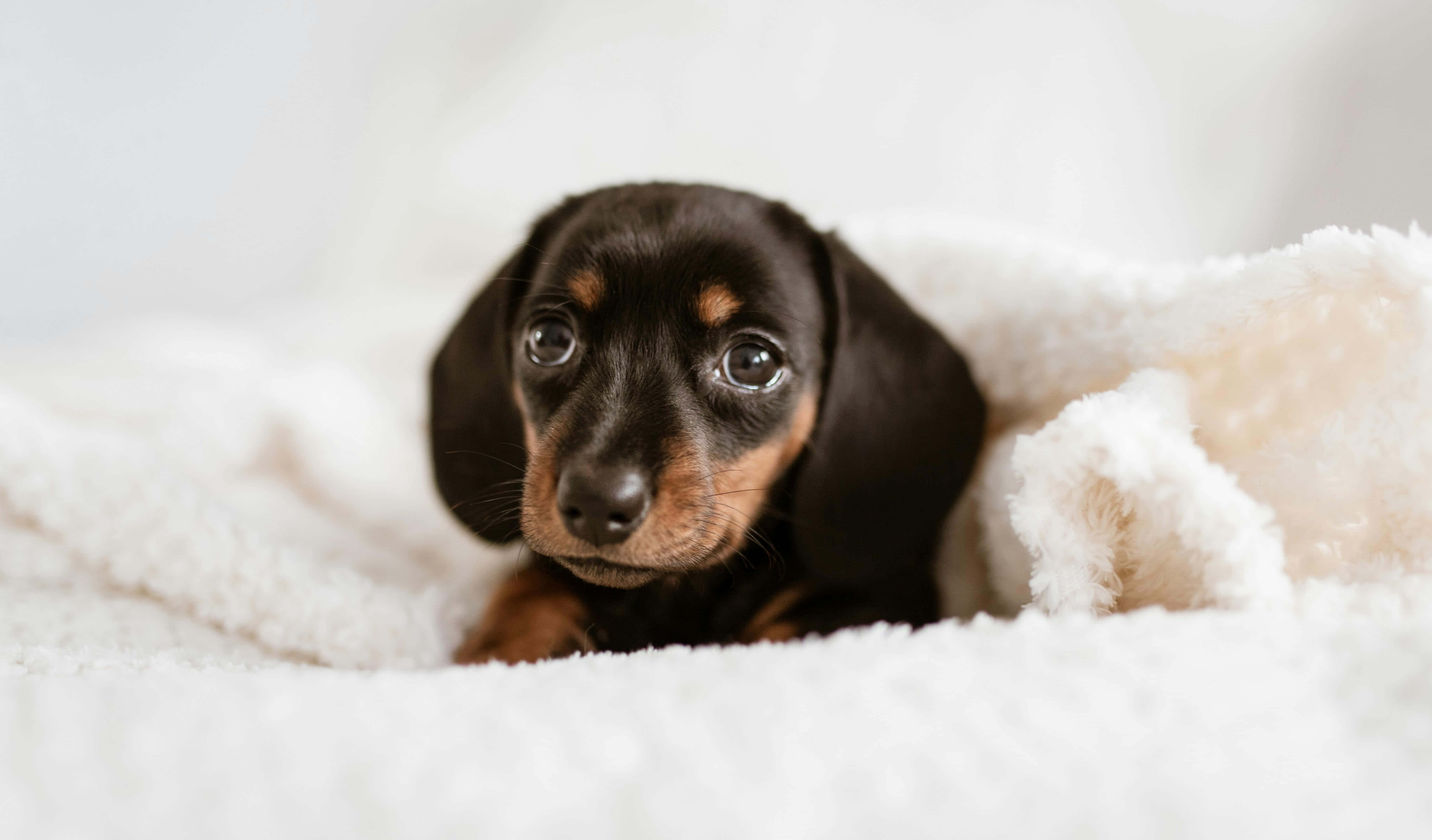 black dachshund puppy, big eyes, fluffy white blanket, 5K Desktop Wallpaper