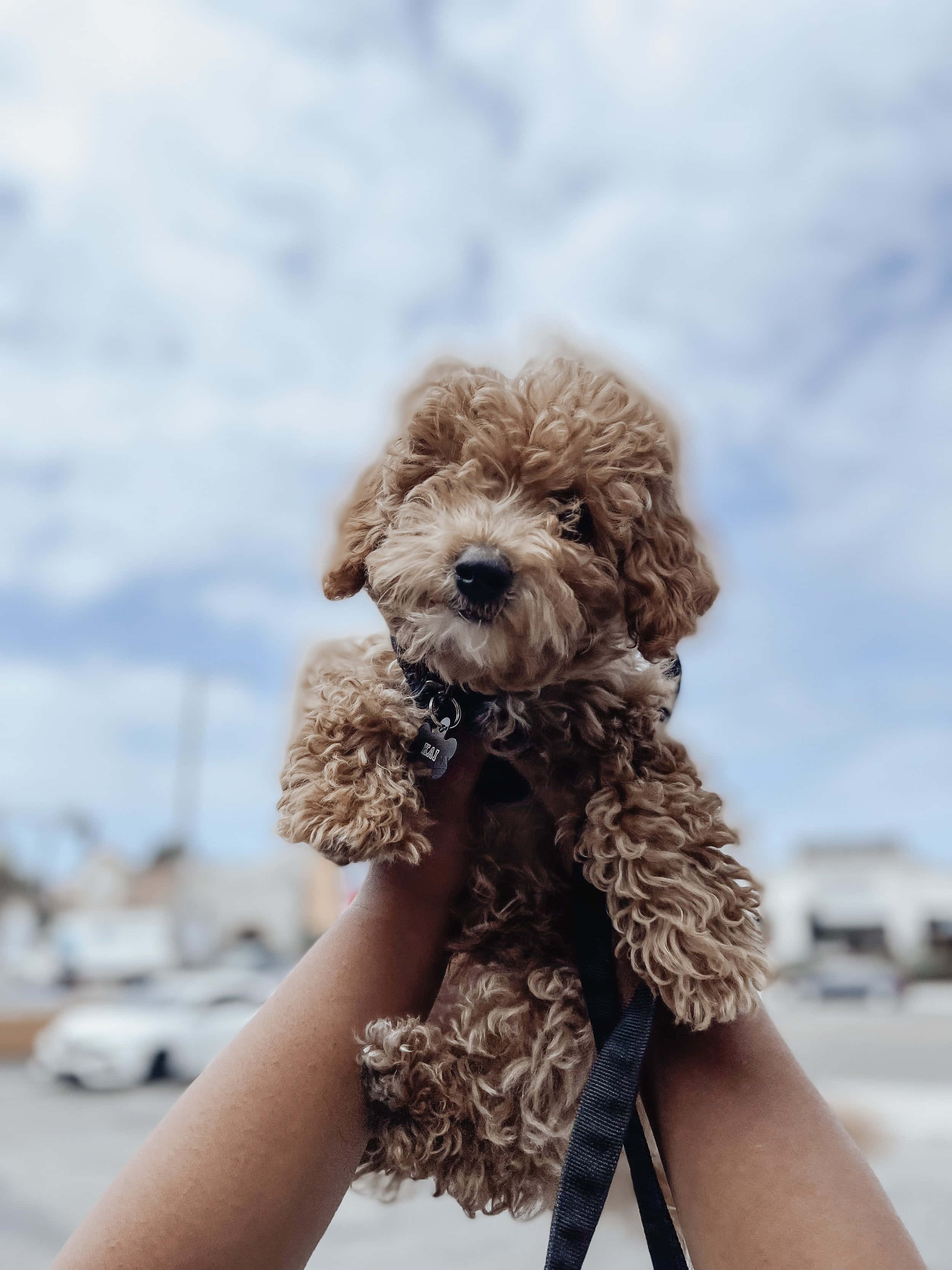 poodle puppy, fluffy brown, cloudy sky, 2K Phone Wallpaper