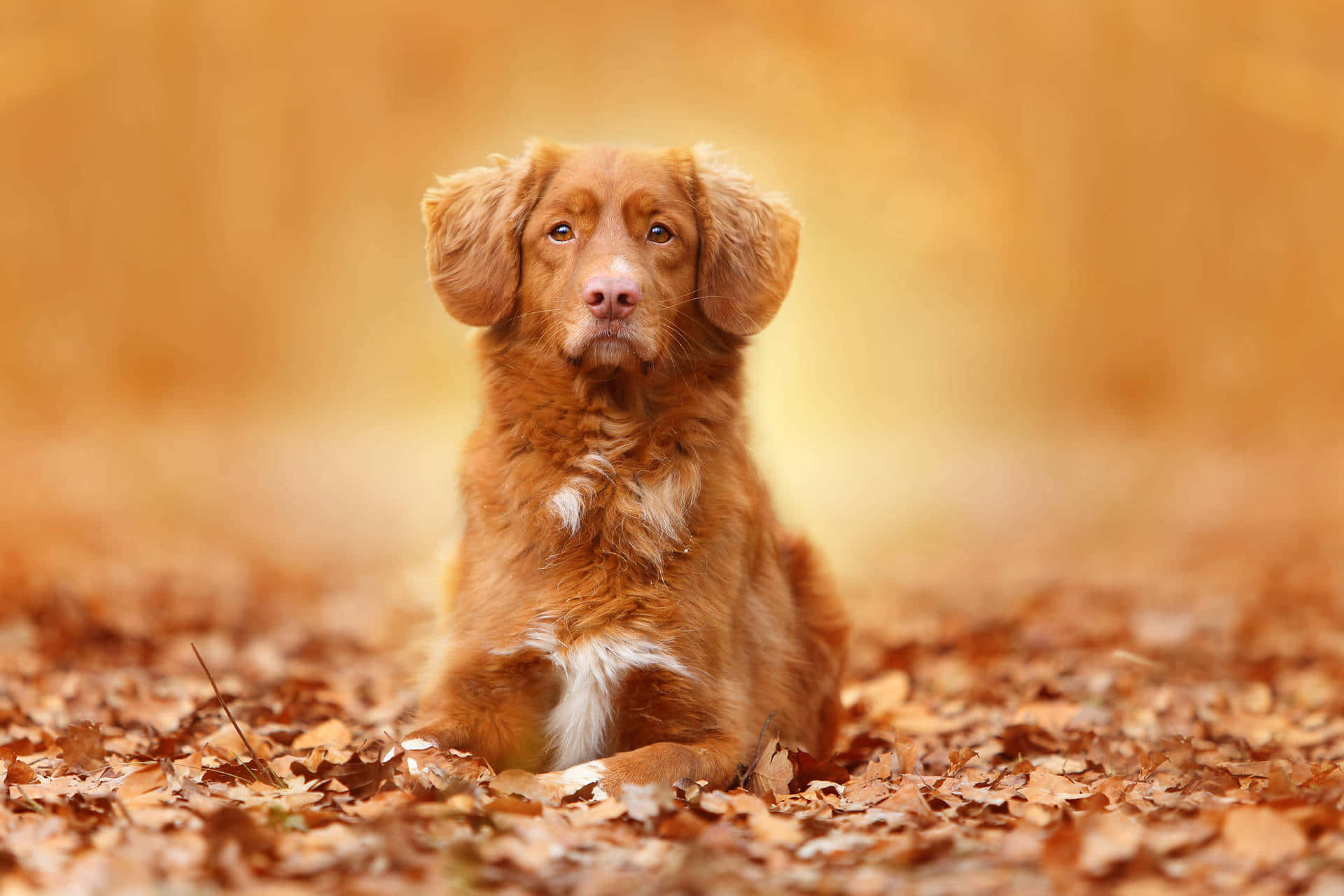 autumn puppy aesthetic, fluffy reddish-brown puppy, floppy ears, Full HD Desktop Wallpaper